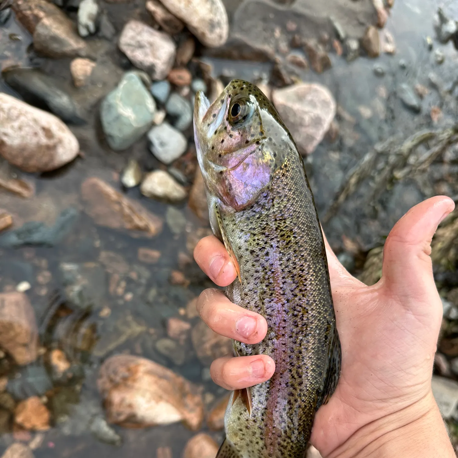 Rainbow trout caught on Fishbrain