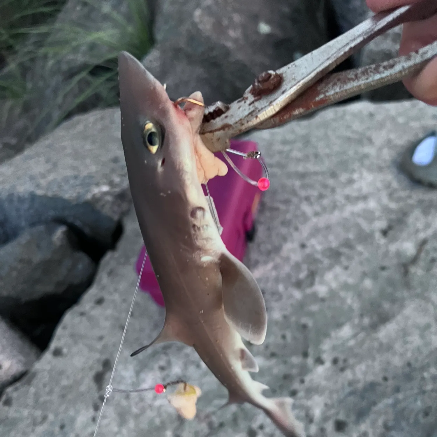 catch