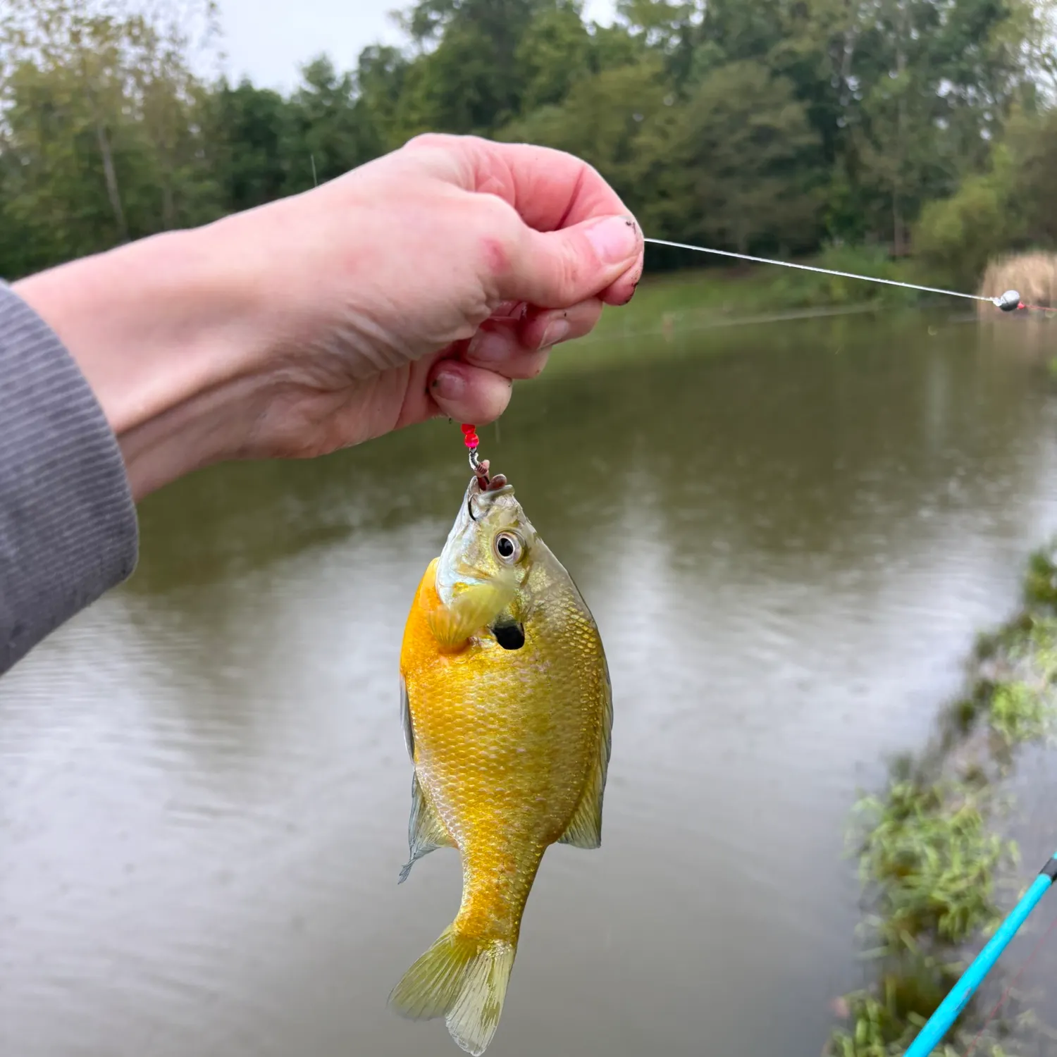 Bluegill caught on Fishbrain