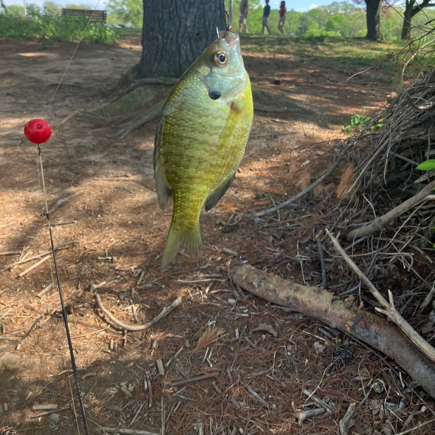 catch