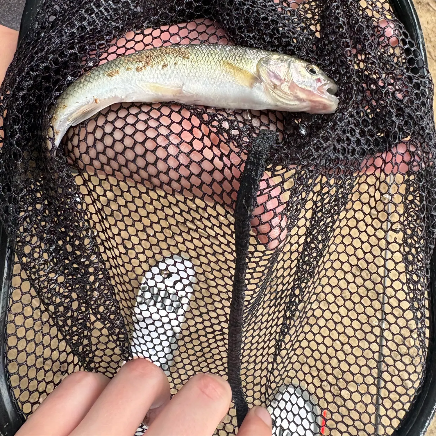 Creek chub caught on Fishbrain