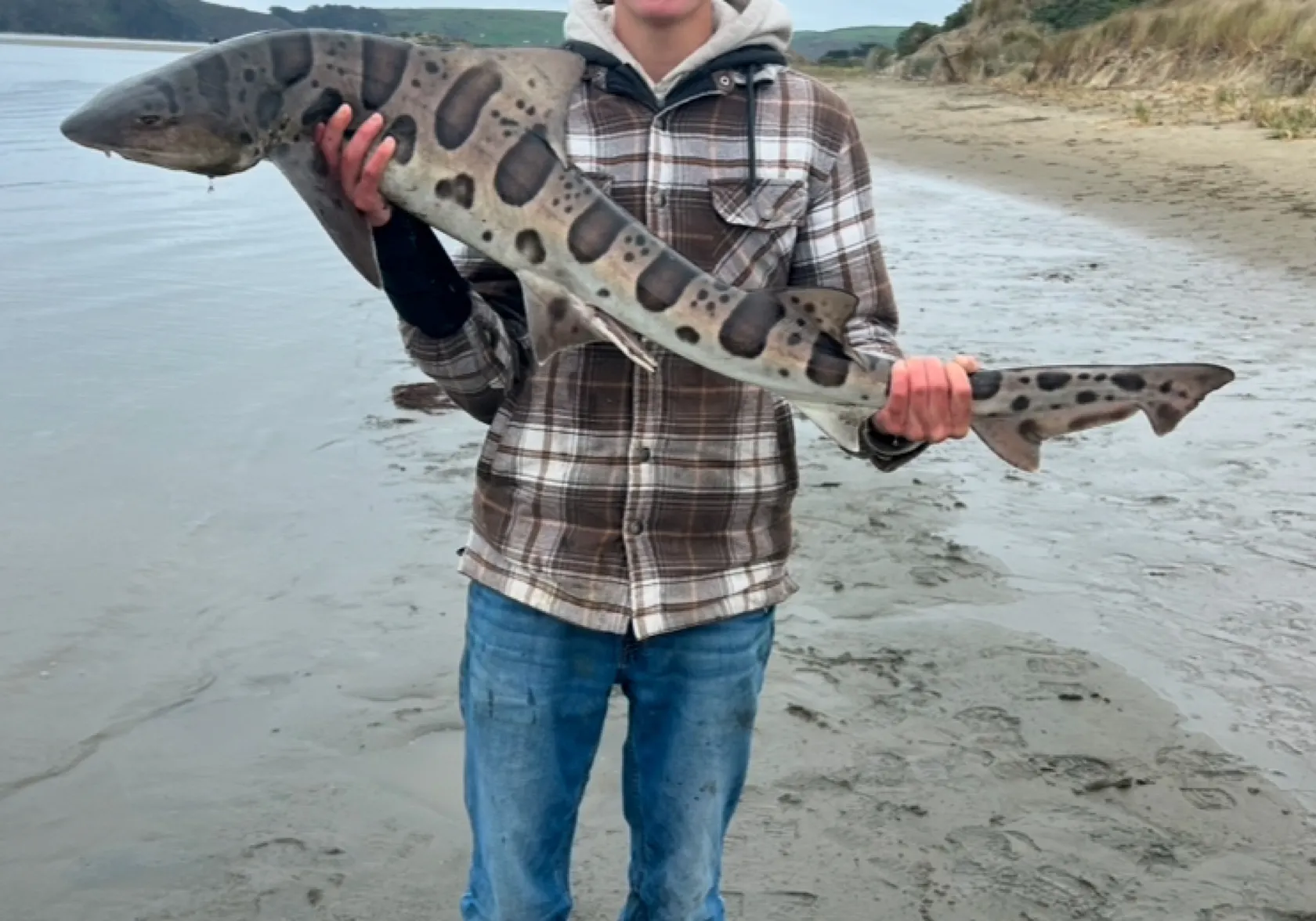 Leopard shark