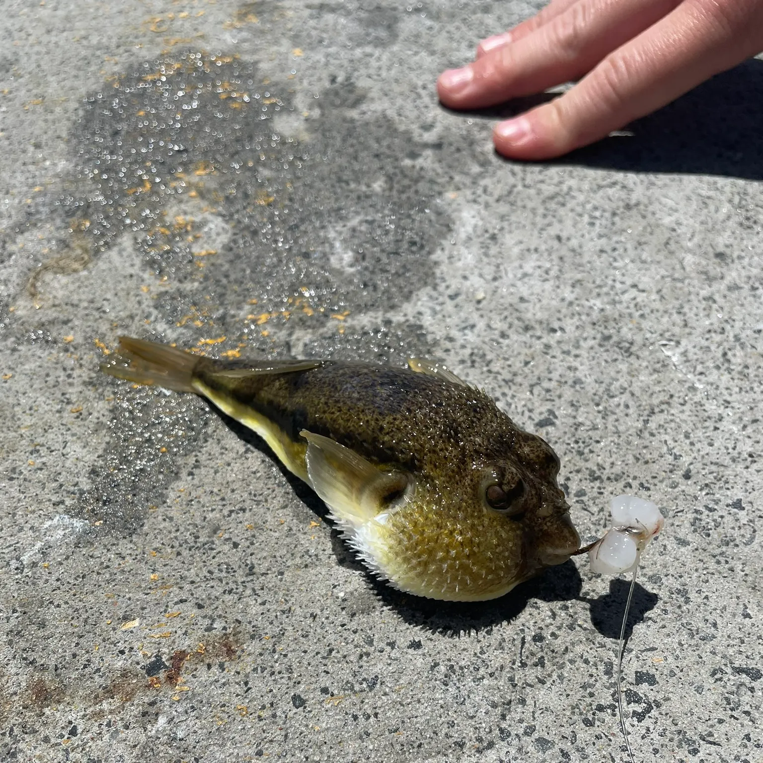 The most recent Yellowspotted puffer catches on Fishbrain