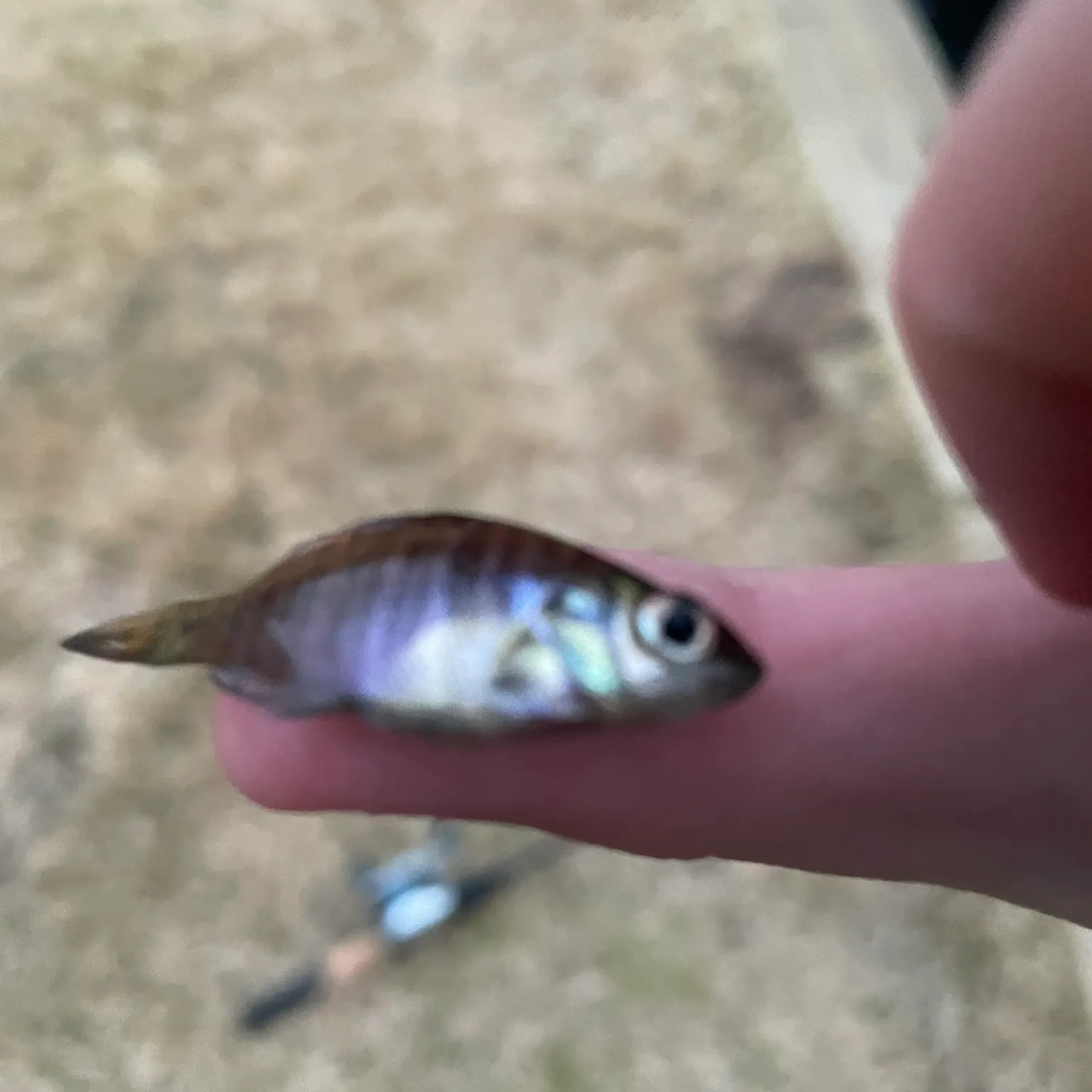 The most recent Great white shark catches on Fishbrain