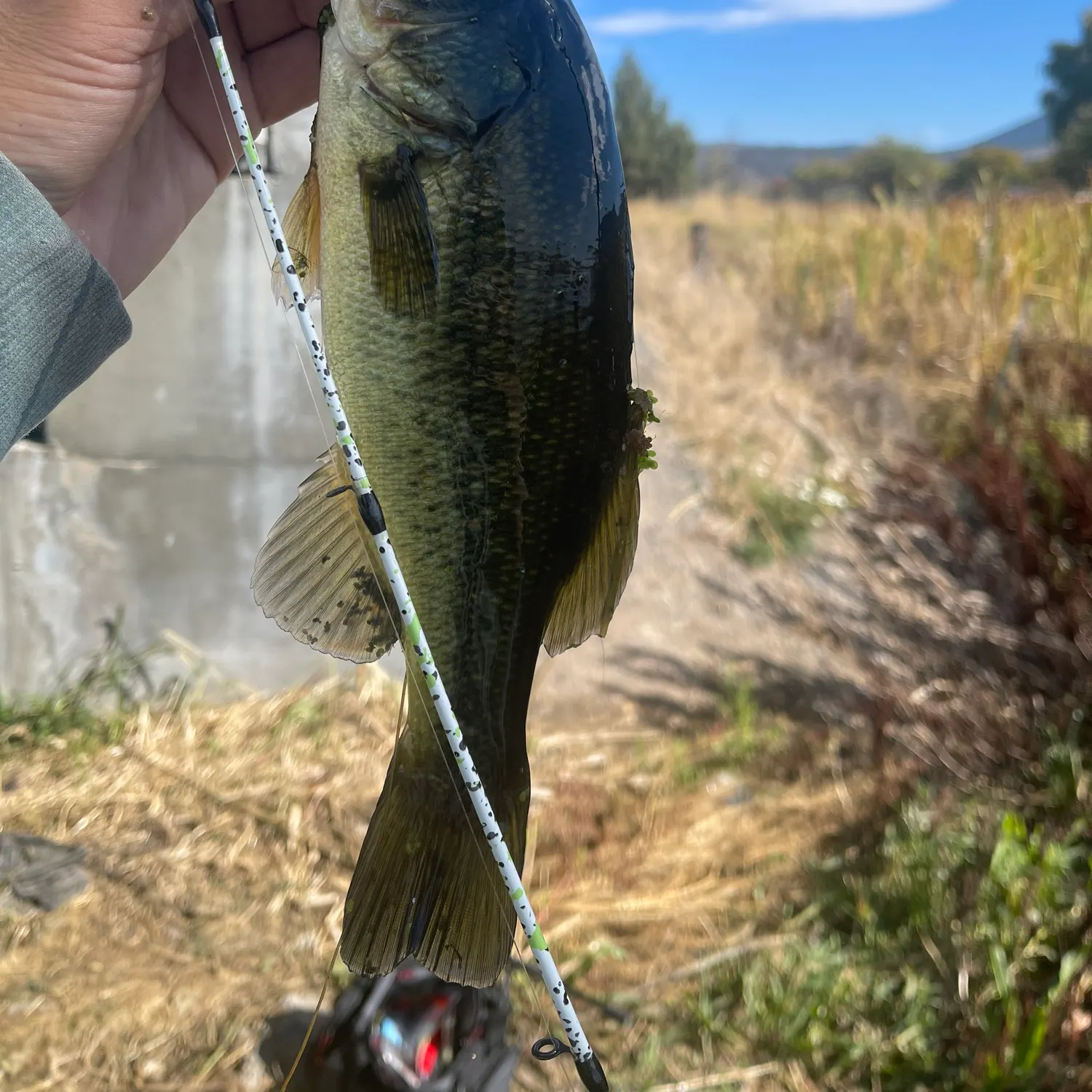 Smallmouth bass caught on Fishbrain