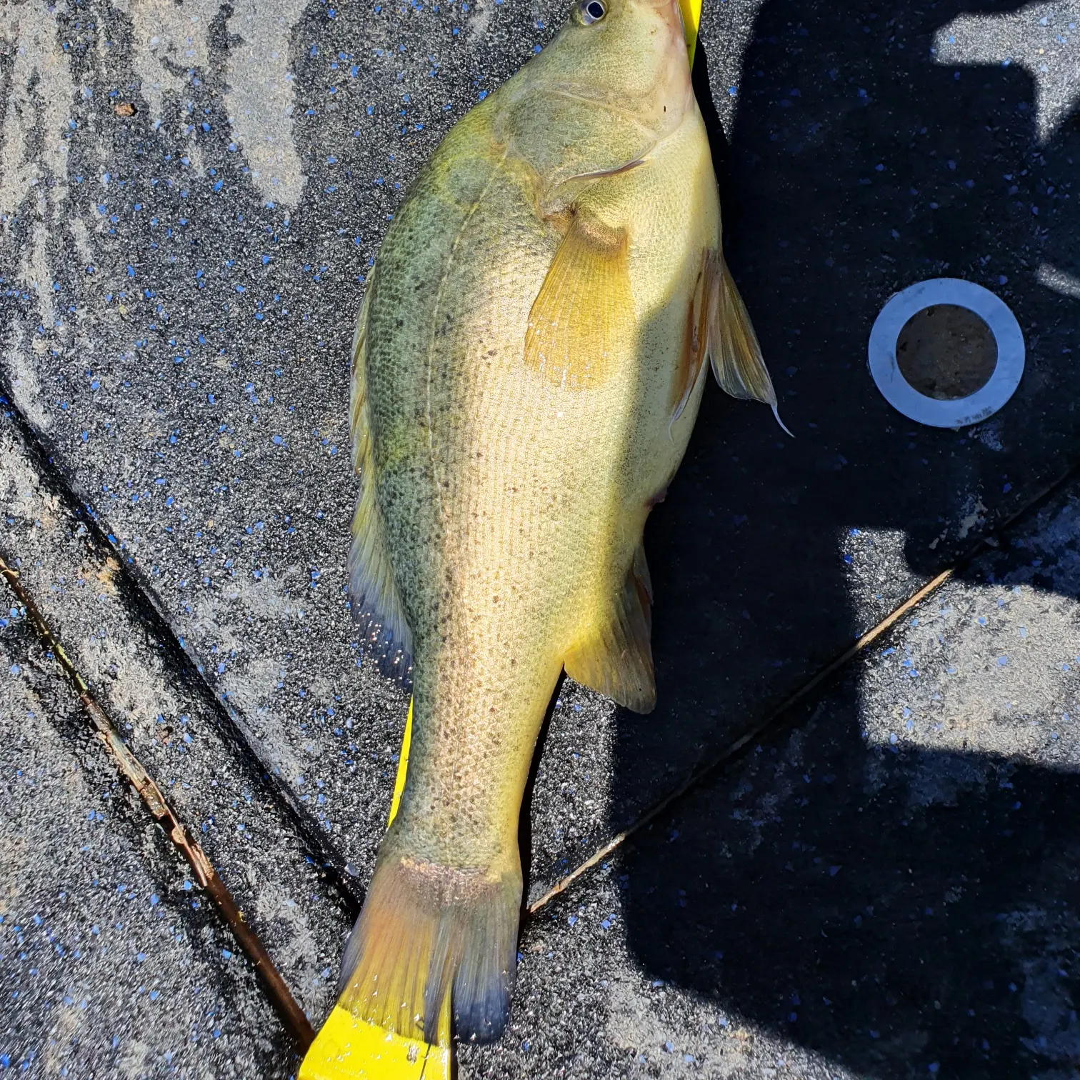 Golden perch caught on Fishbrain