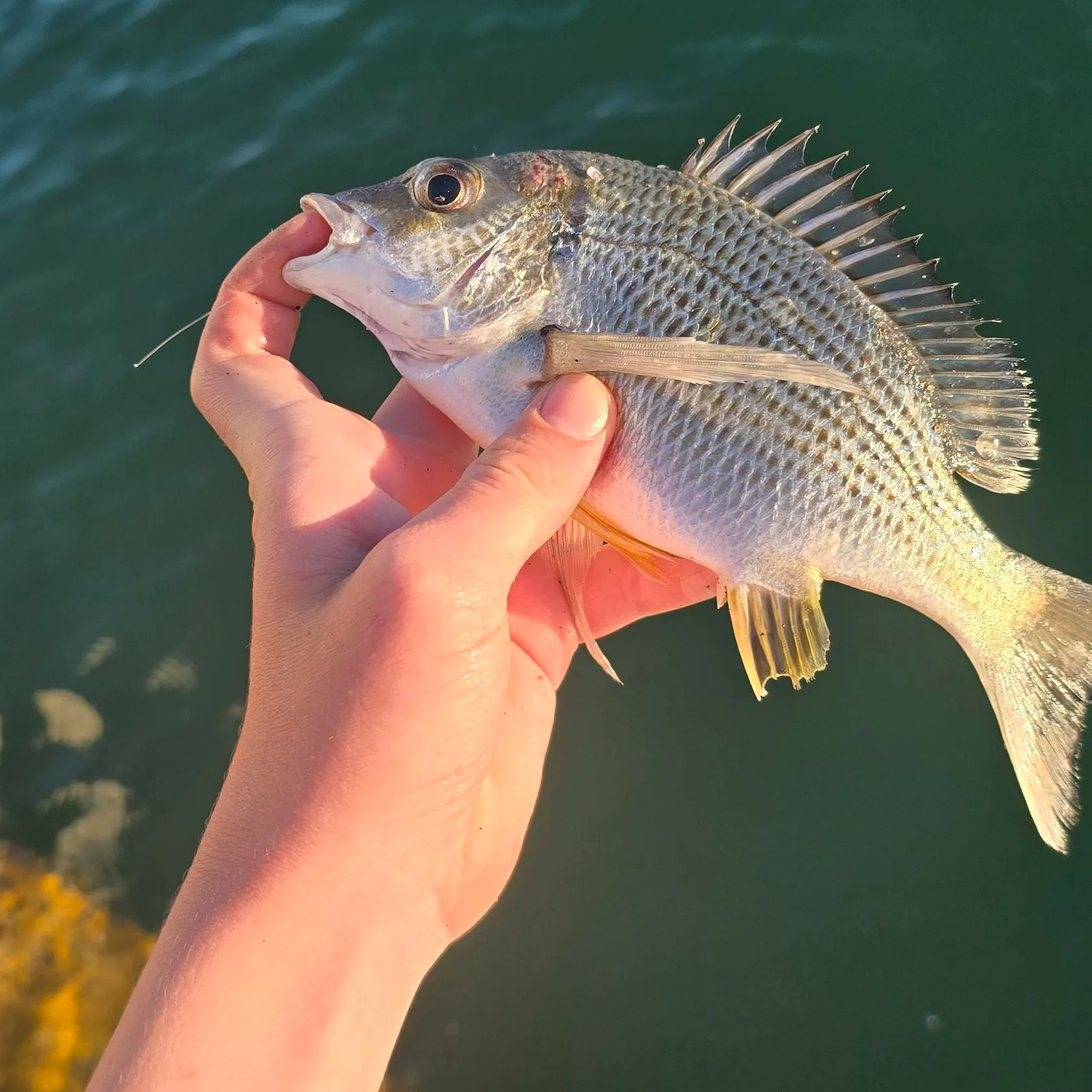 Surf bream caught on Fishbrain