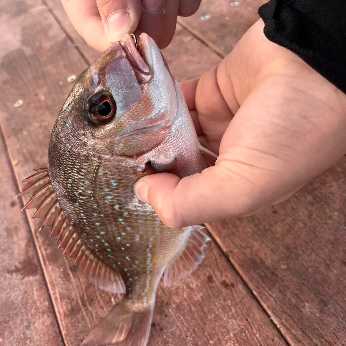 The most recent Australasian snapper catches on Fishbrain