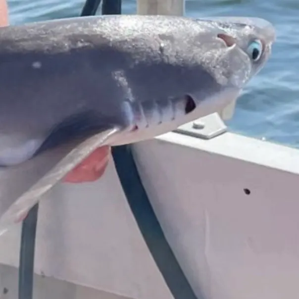 The most recent Piked dogfish catches on Fishbrain