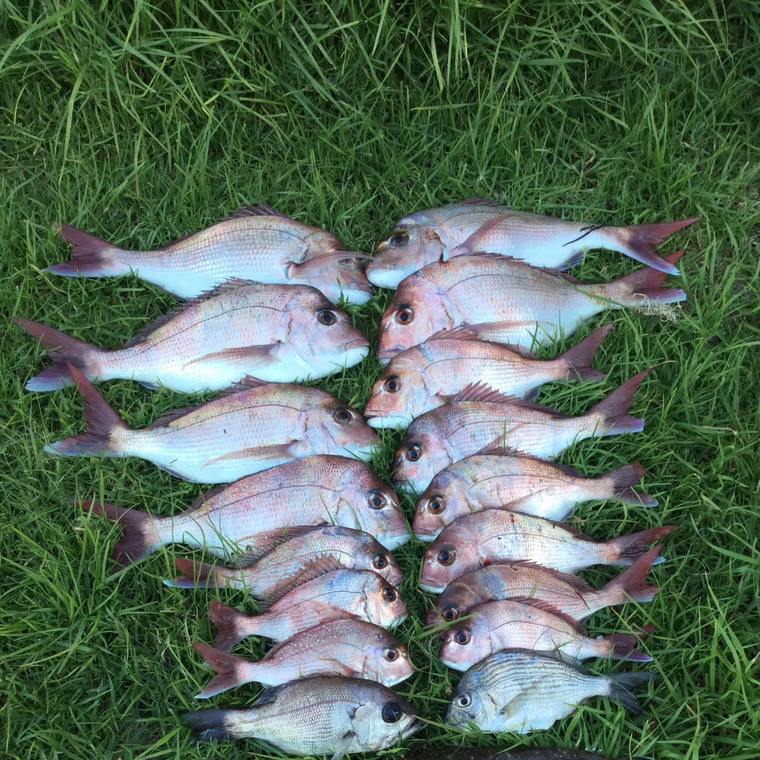 recently logged catches