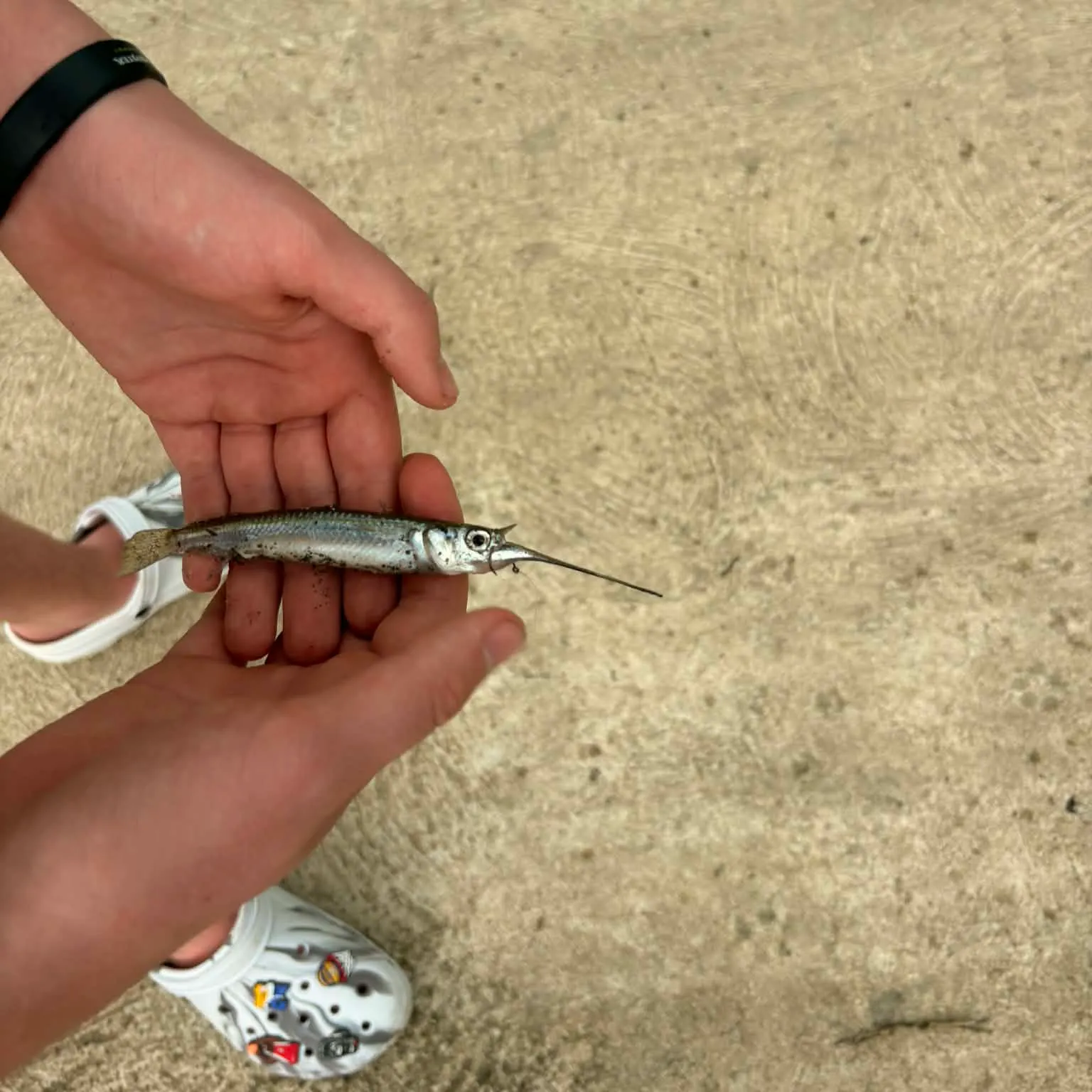 The most recent California needlefish catches on Fishbrain