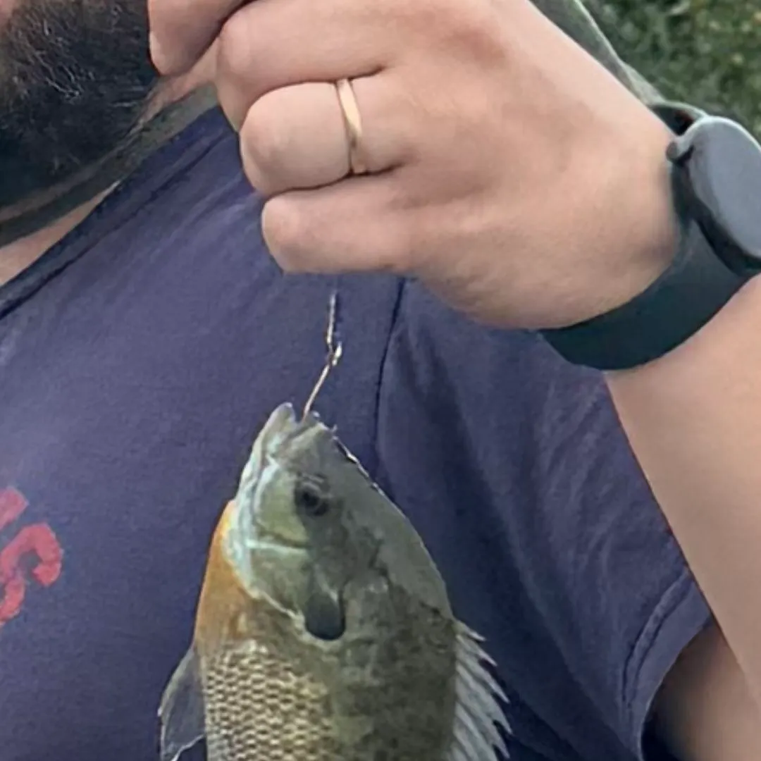 Bluegill caught on Fishbrain
