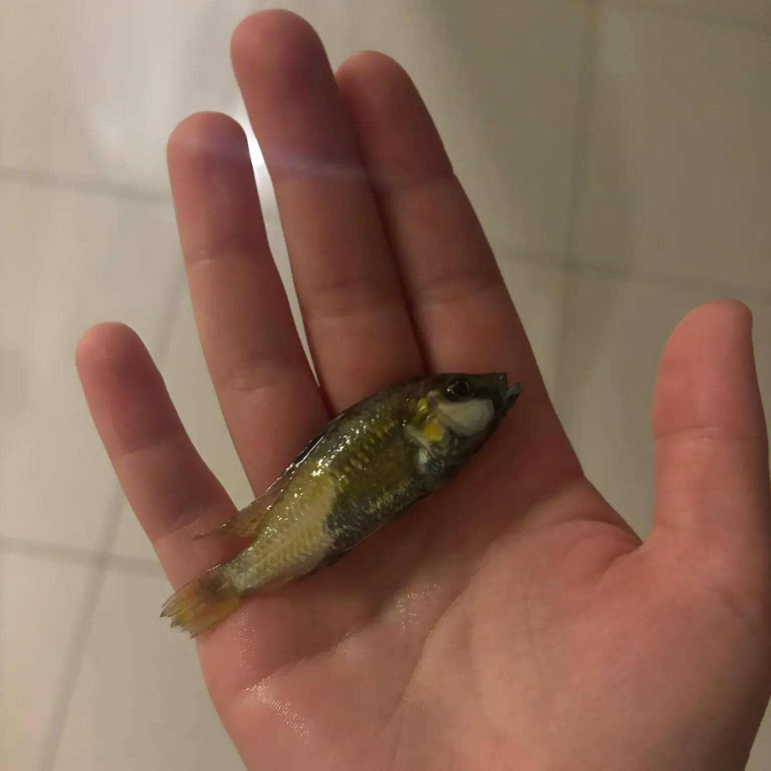 The most recent Eastern happy cichlid catches on Fishbrain