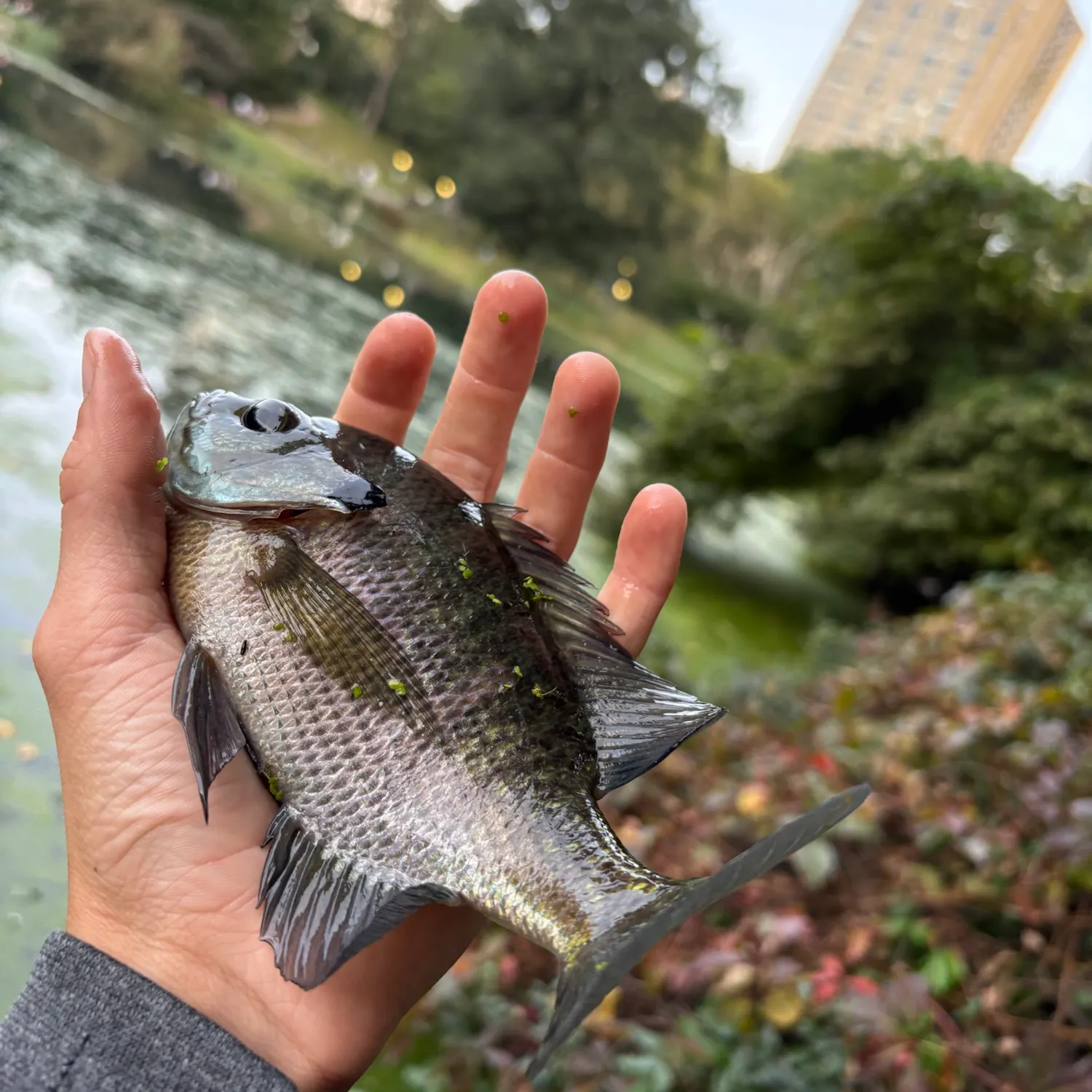 Bluegill caught on Fishbrain