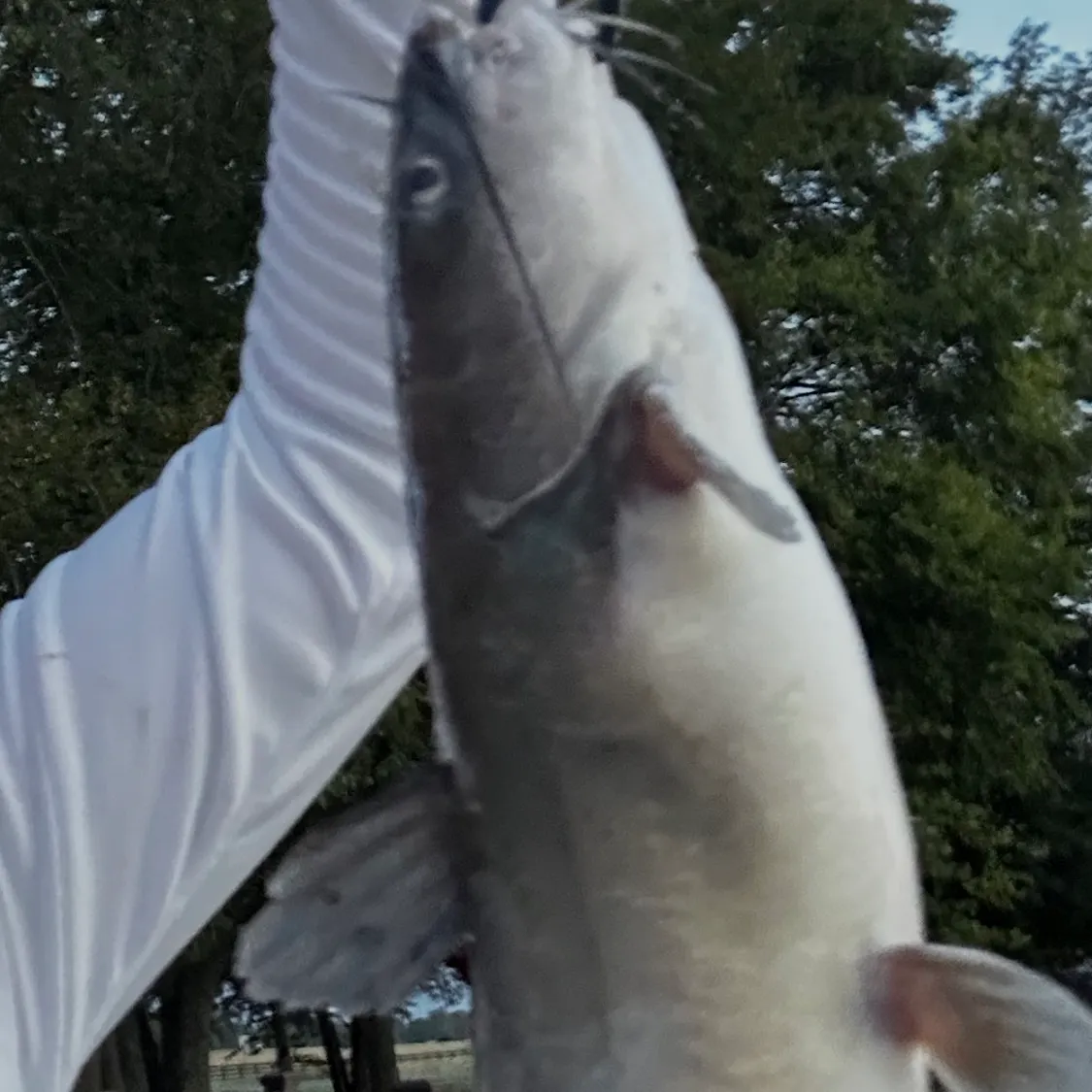 Channel catfish caught on Fishbrain