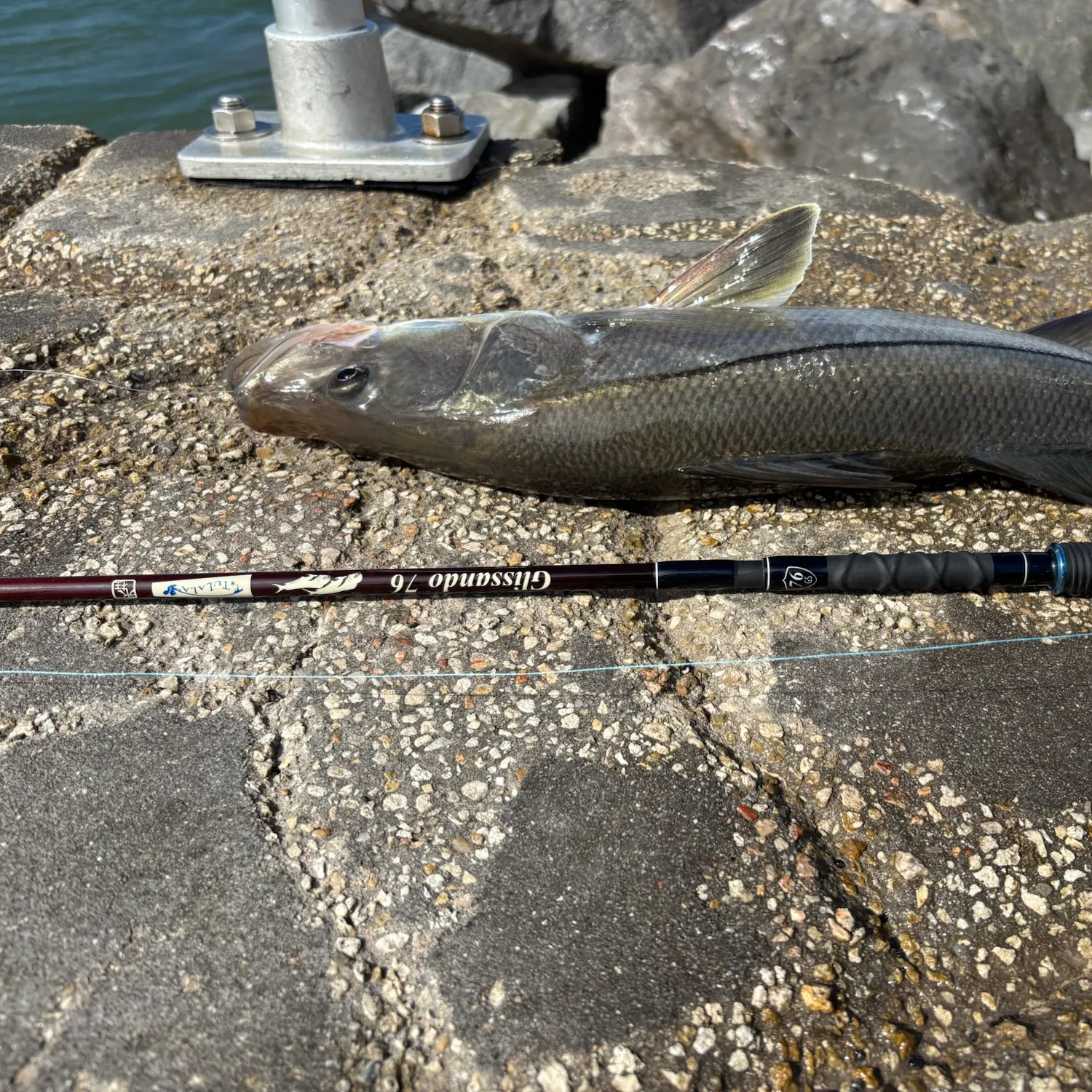 Common snook caught on Fishbrain