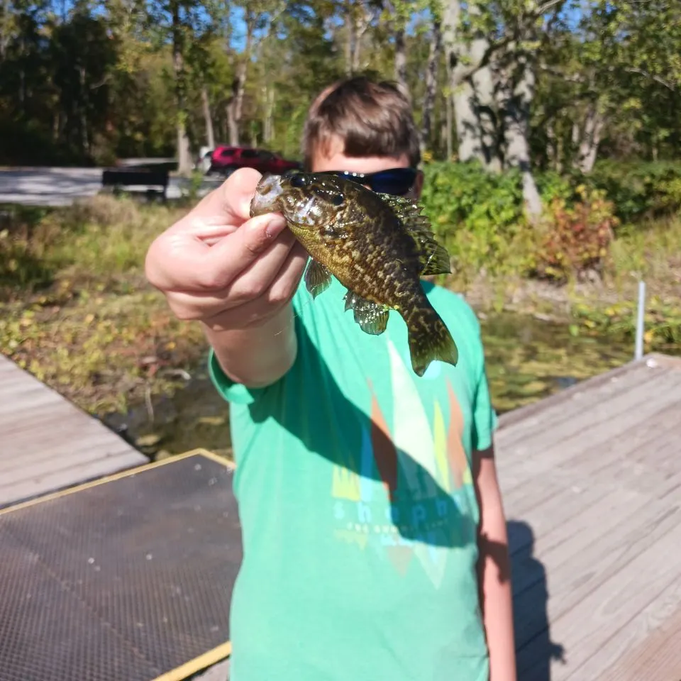 The most recent Warmouth catches on Fishbrain