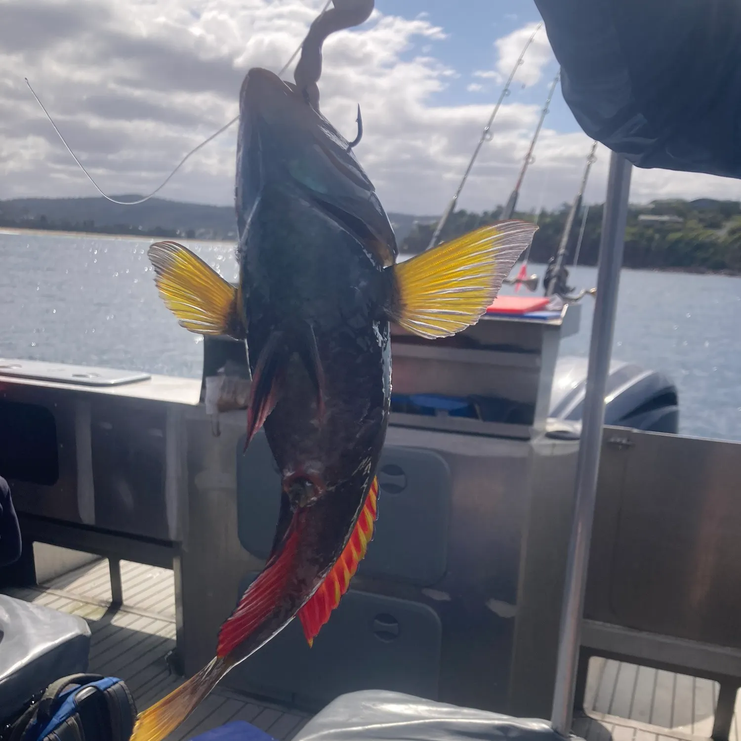 Blue-throated wrasse caught on Fishbrain