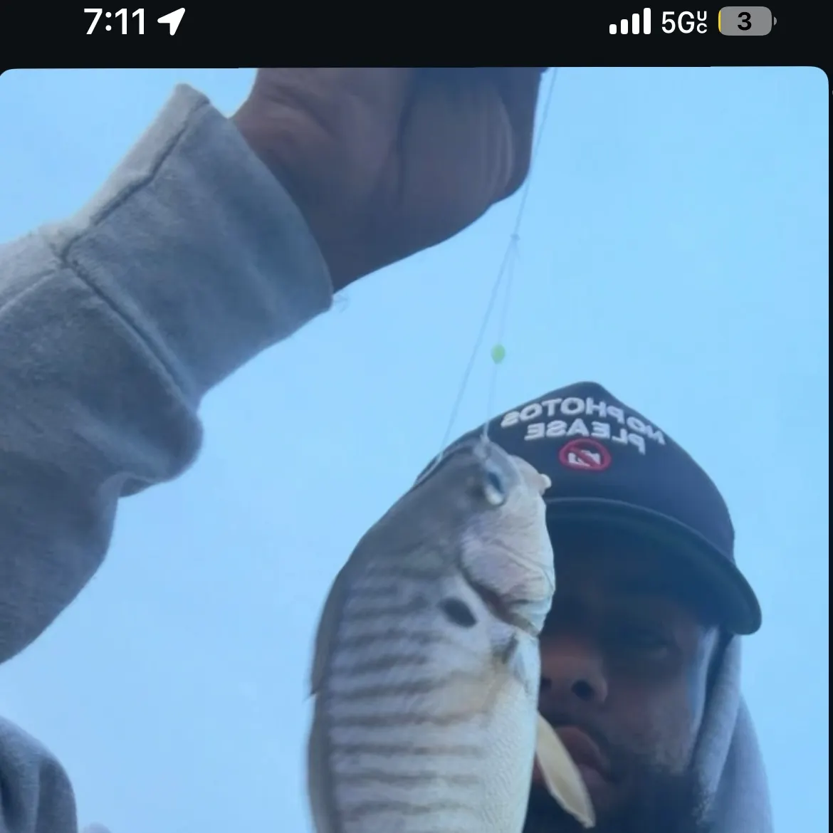 The most recent Pile perch catches on Fishbrain