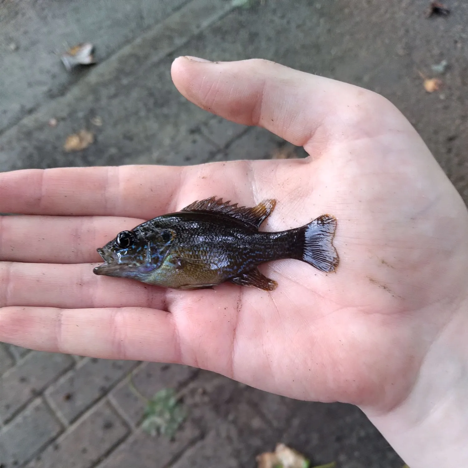 Green sunfish caught on Fishbrain