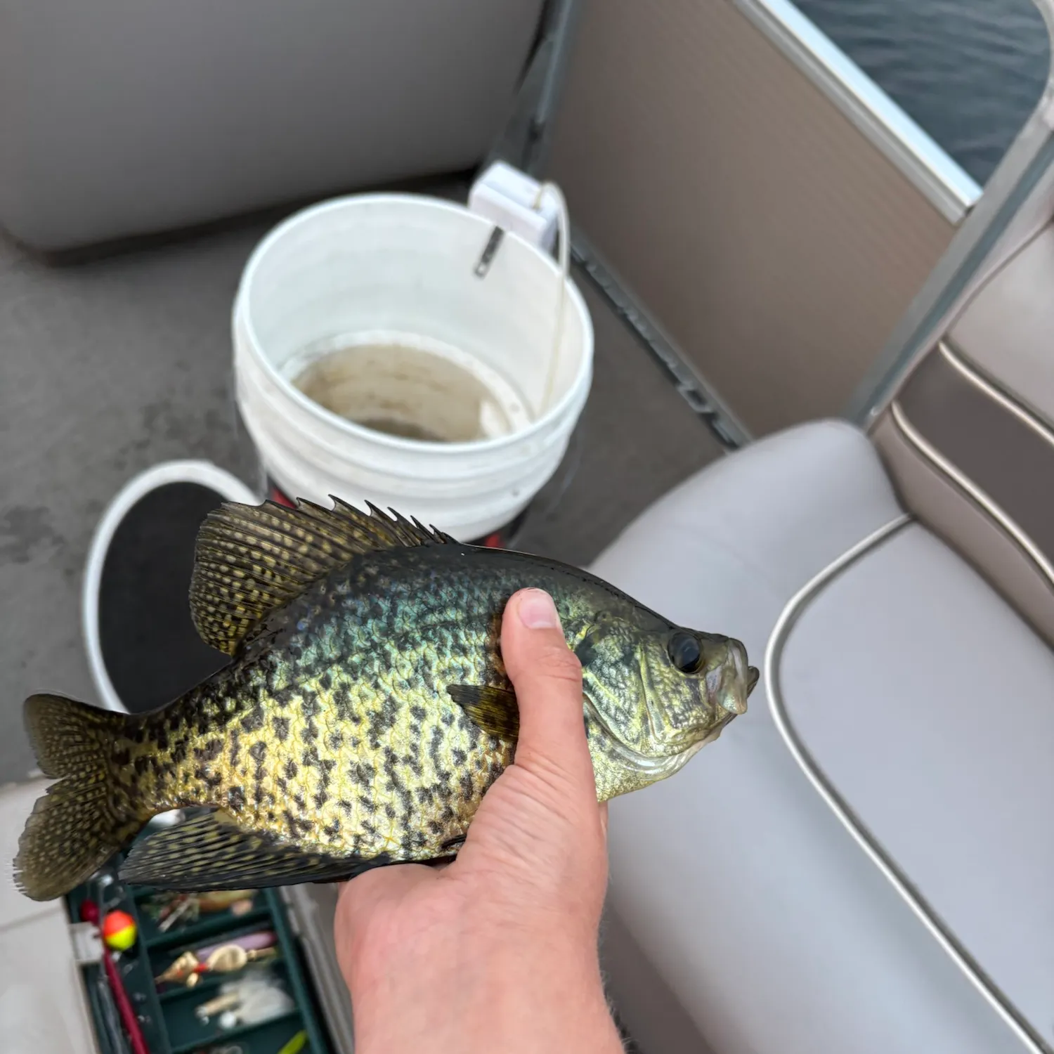 Black crappie caught on Fishbrain