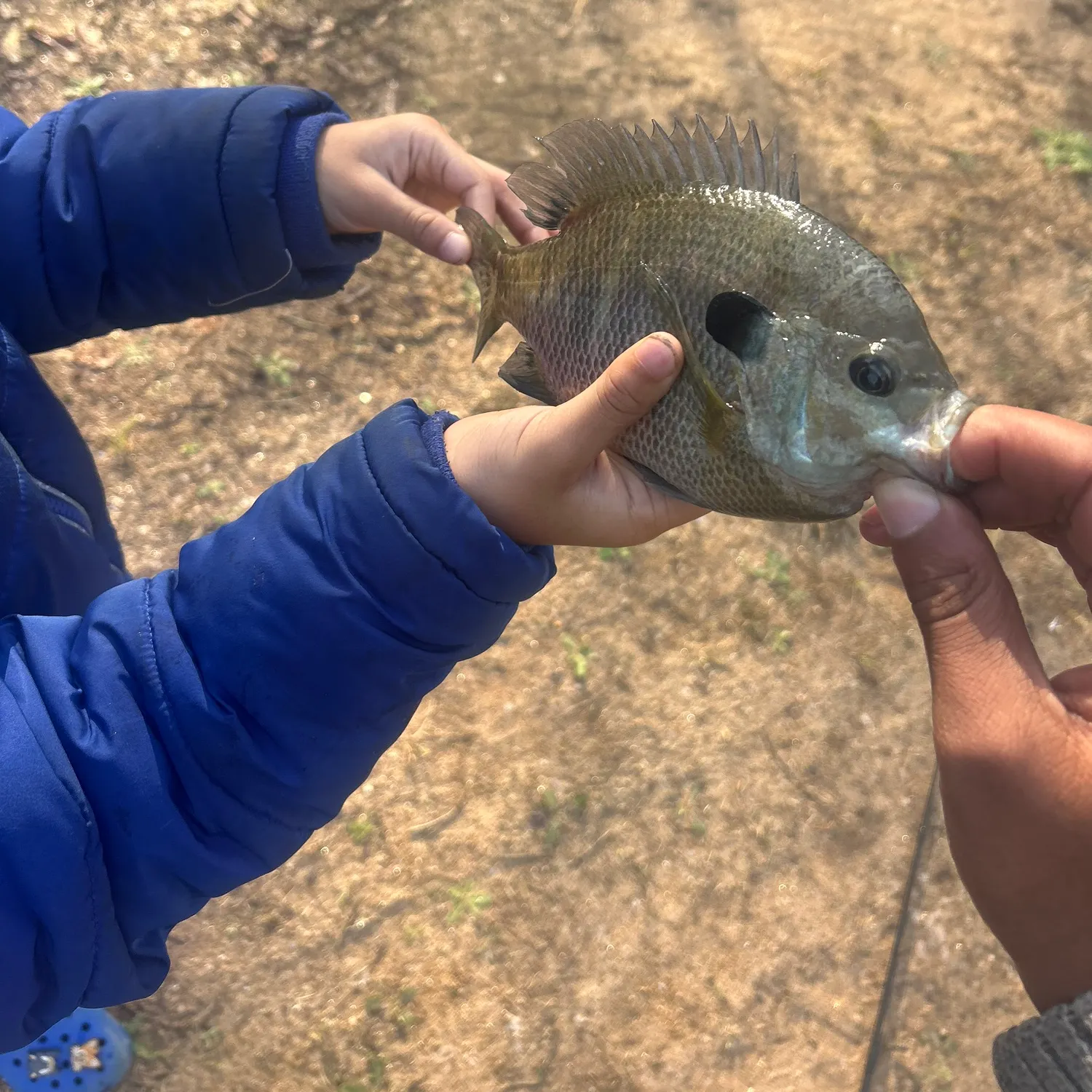 The most recent Flier catches on Fishbrain