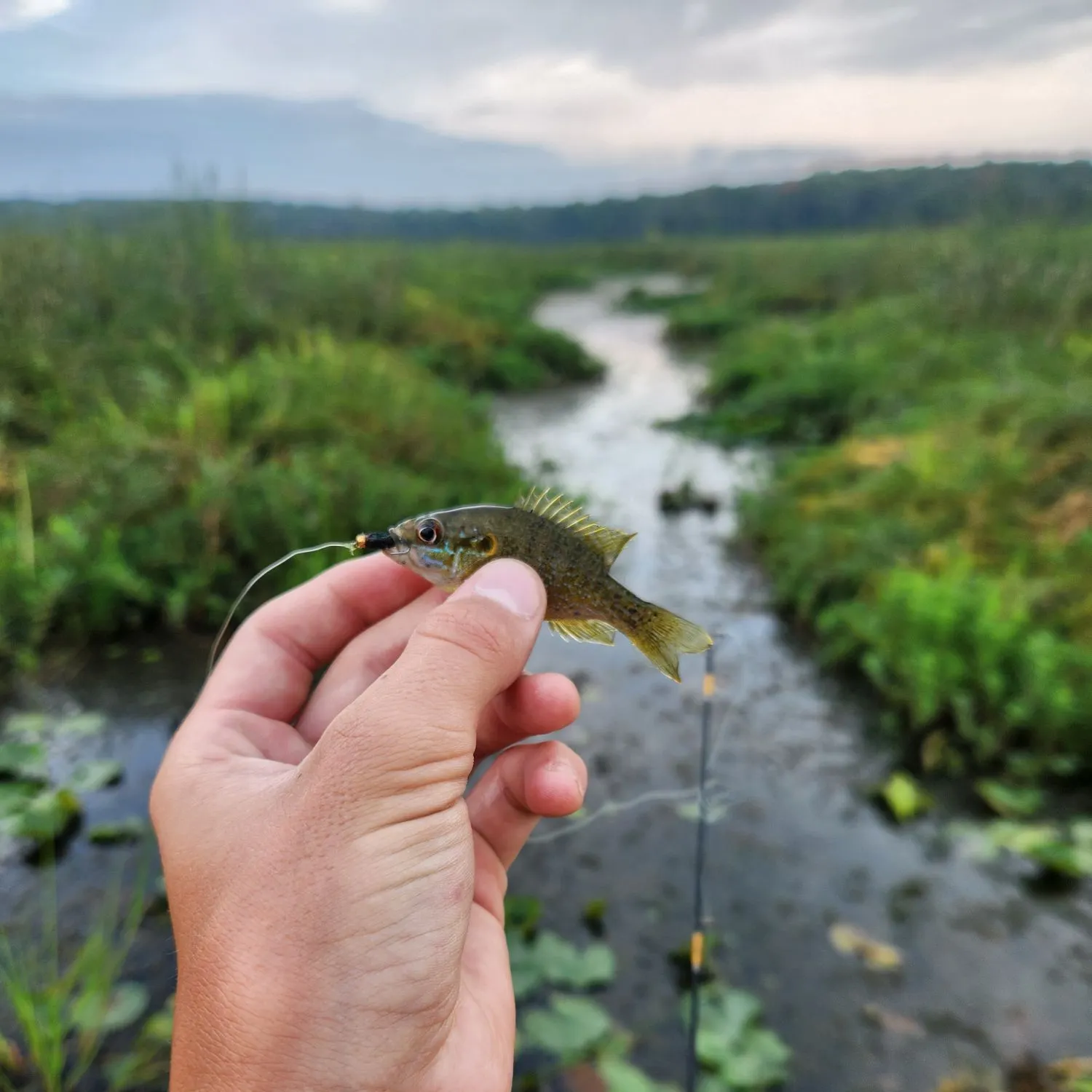 Green sunfish caught on Fishbrain