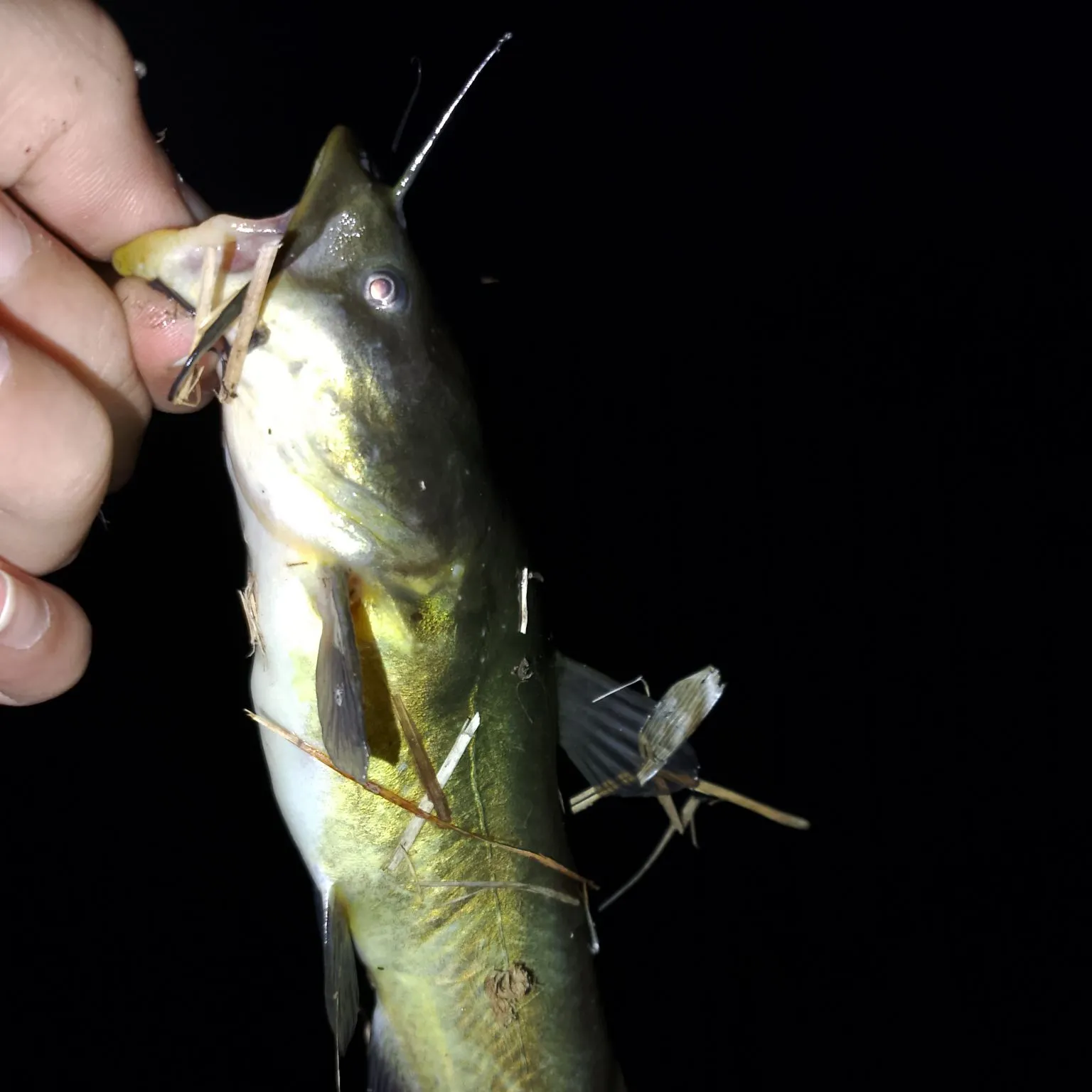 Black bullhead caught on Fishbrain