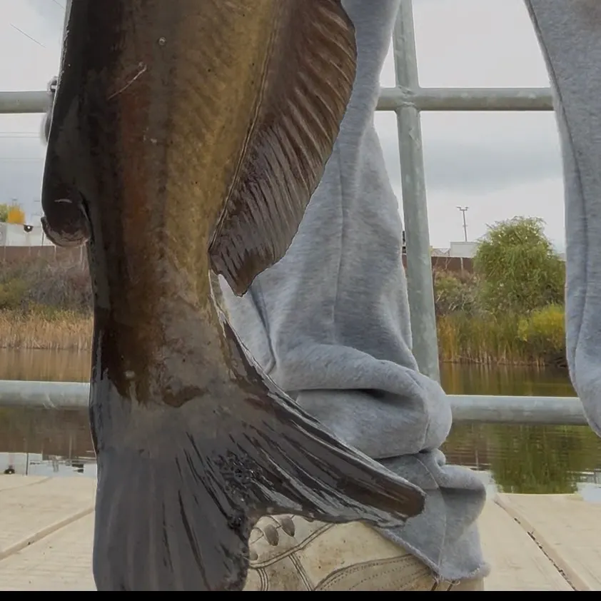 Channel catfish caught on Fishbrain
