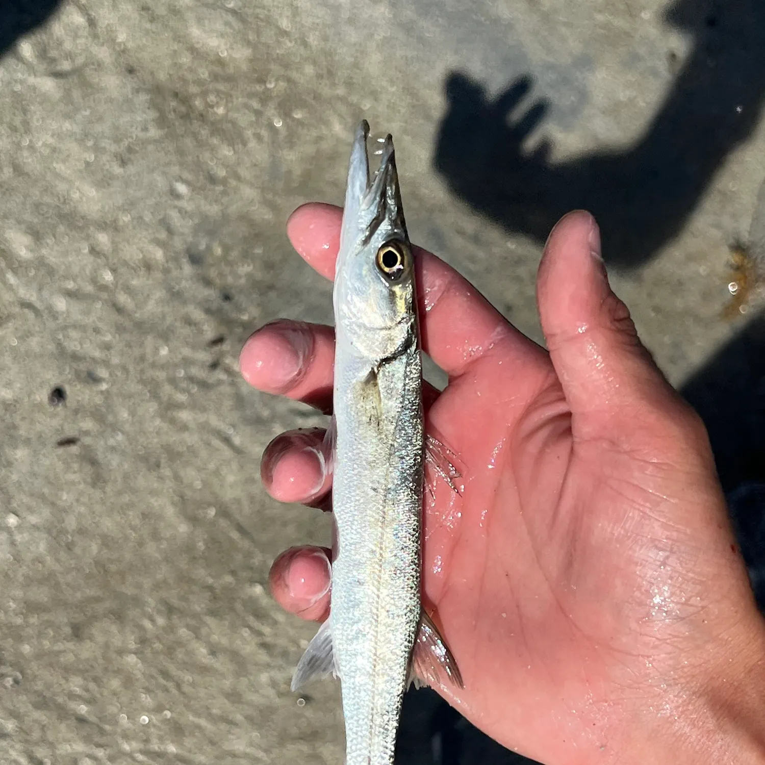 The most recent Southern sennet catches on Fishbrain