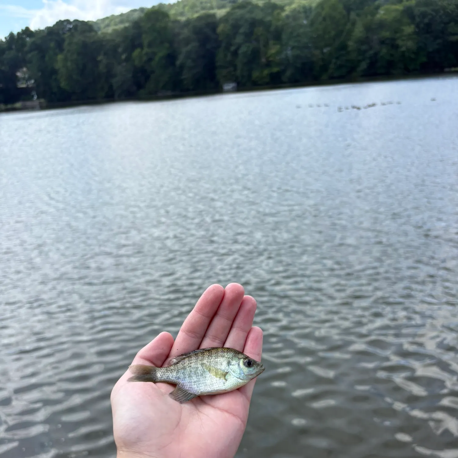 Bluegill caught on Fishbrain