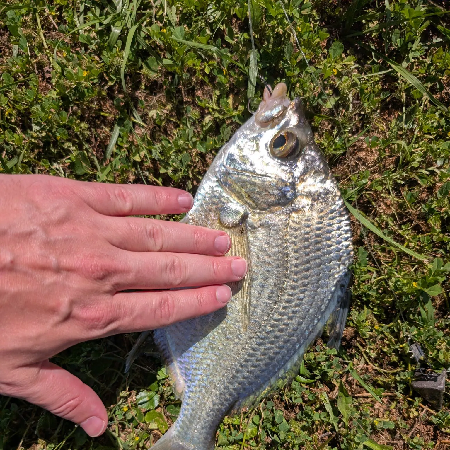 The most recent Striped mojarra catches on Fishbrain