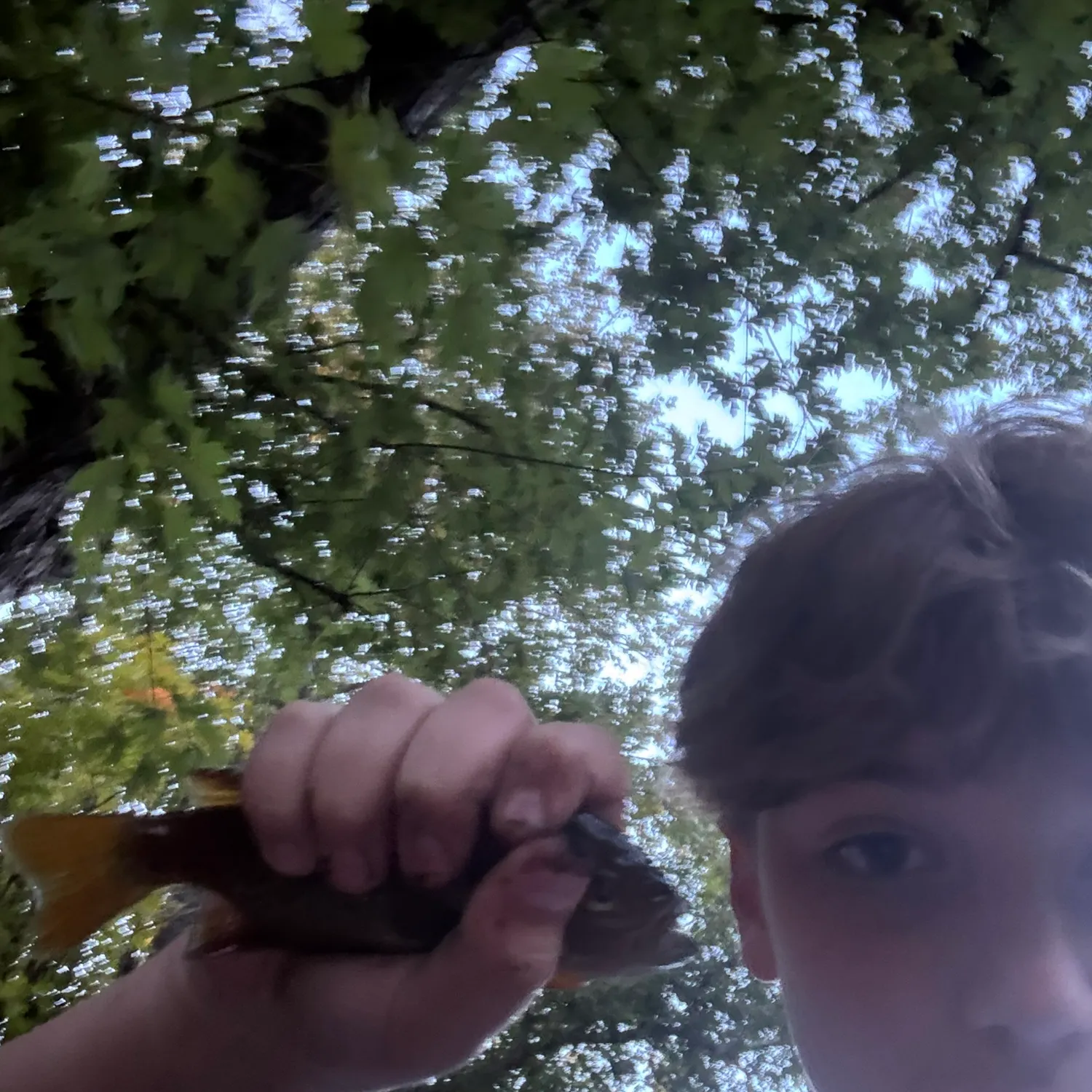 Bluegill caught on Fishbrain