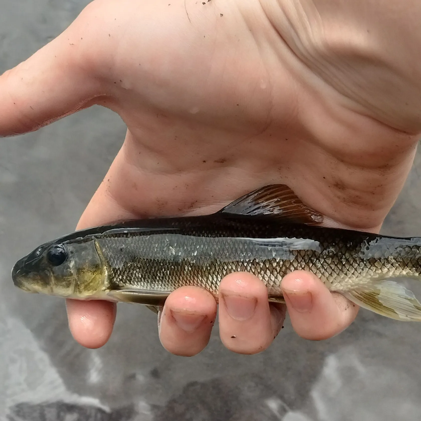 The most recent Longnose sucker catches on Fishbrain