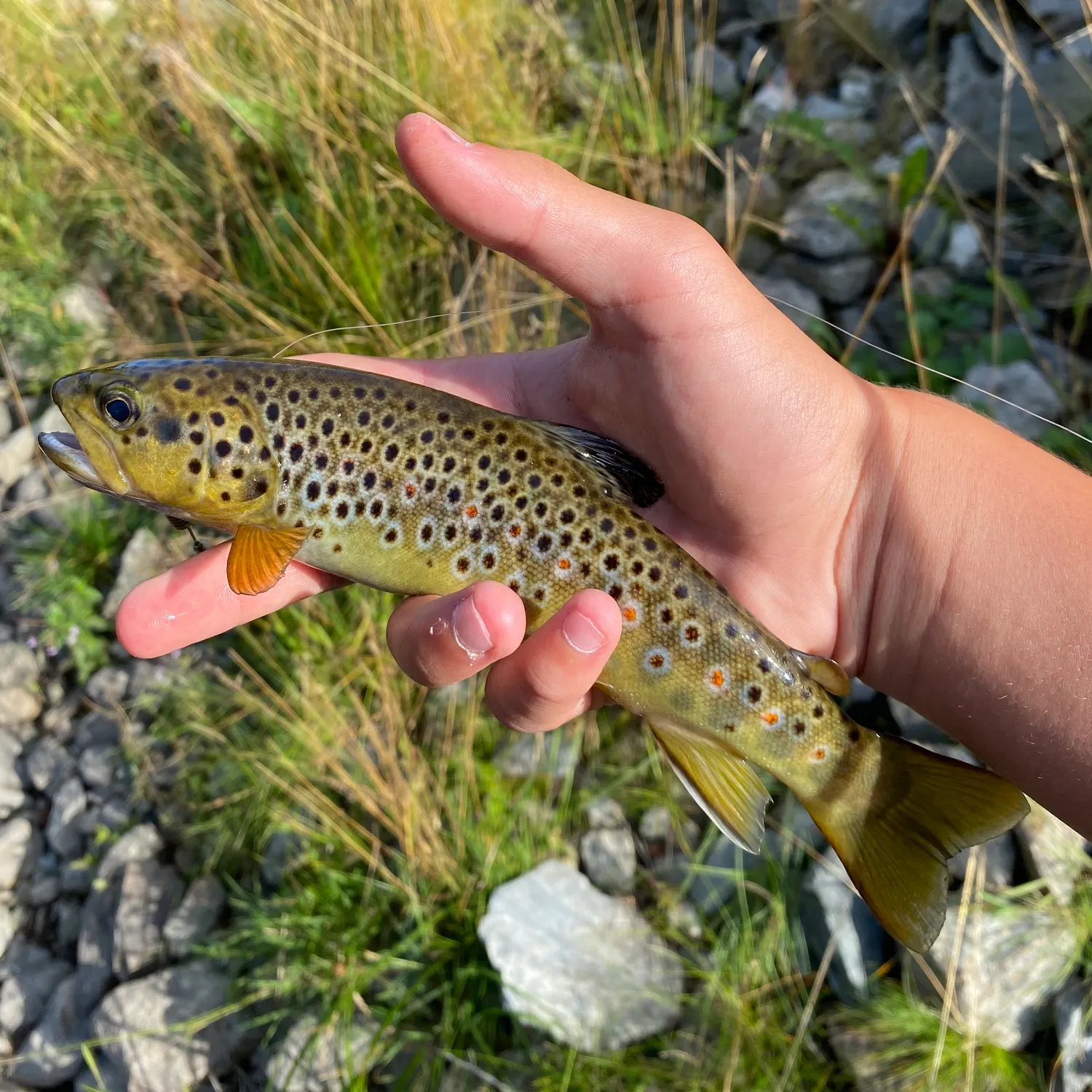 Brown trout caught on Fishbrain