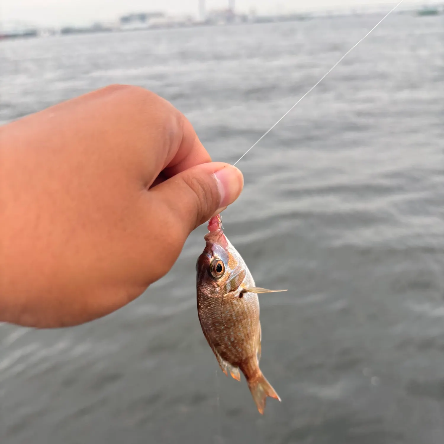 The most recent Red seabream catches on Fishbrain