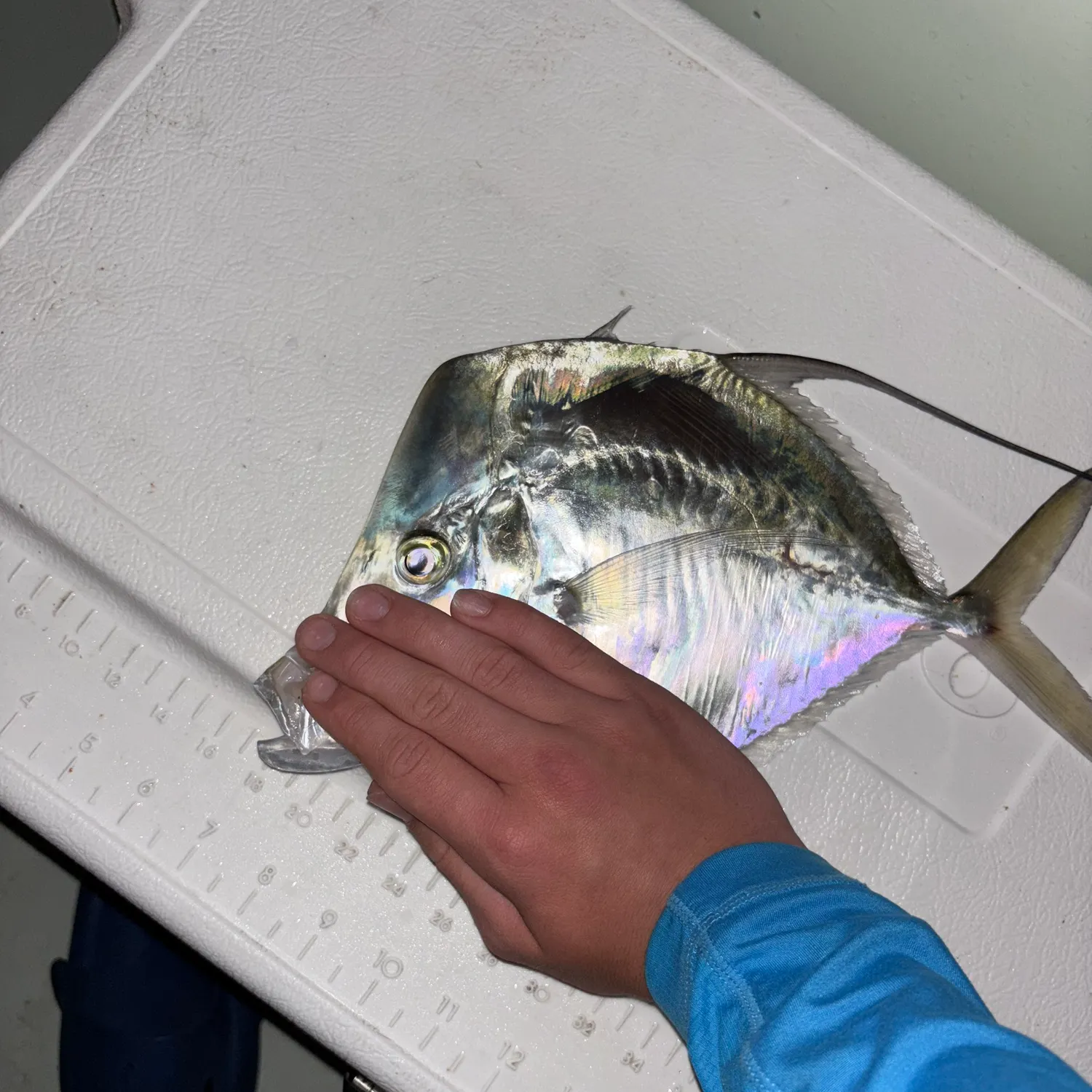 The most recent Lookdown catches on Fishbrain