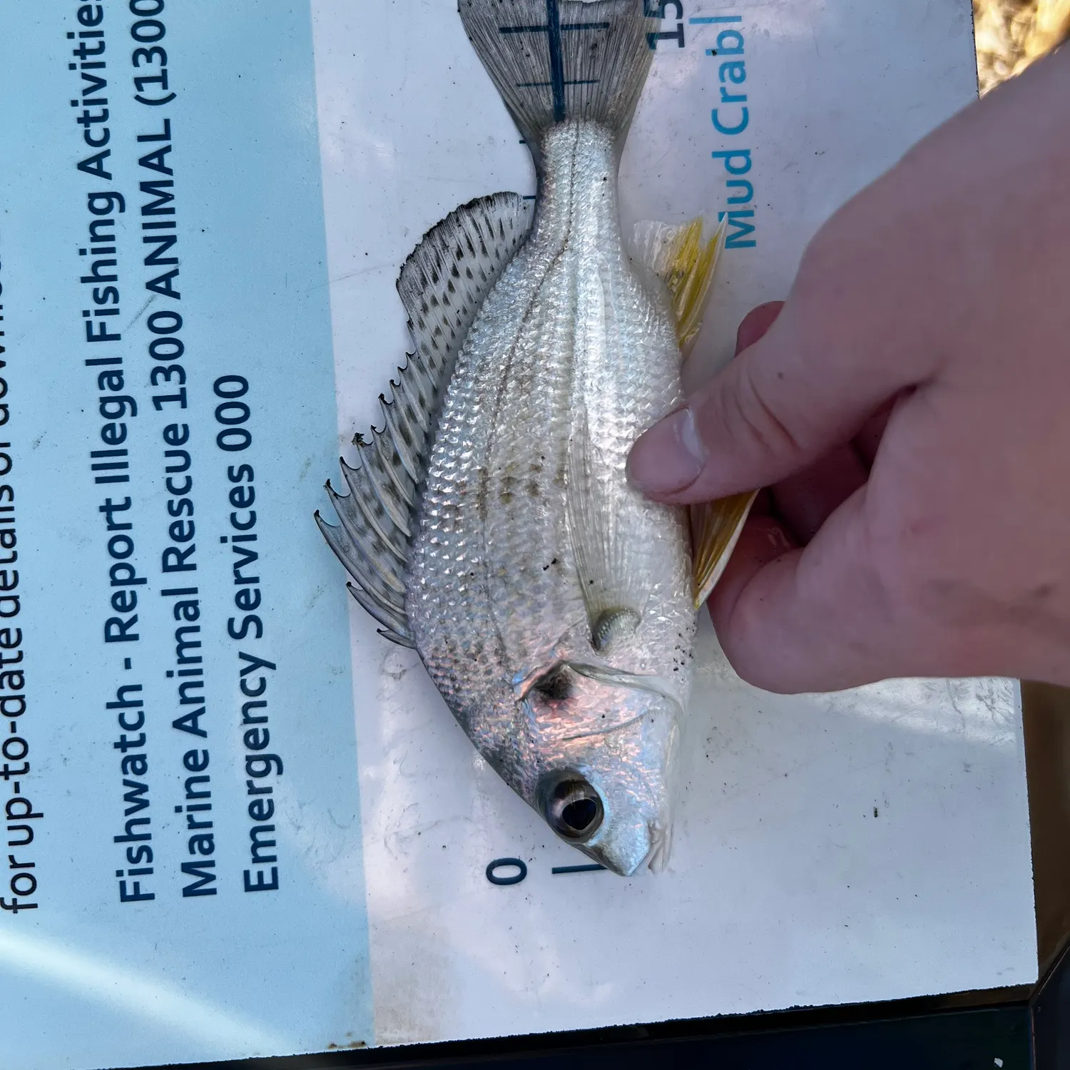 The most recent Javelin grunter catches on Fishbrain