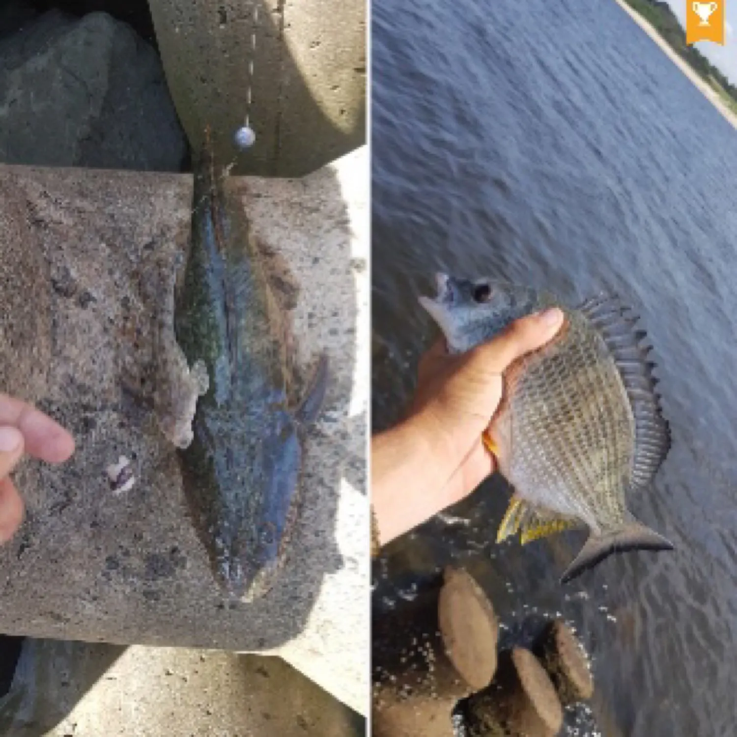 recently logged catches