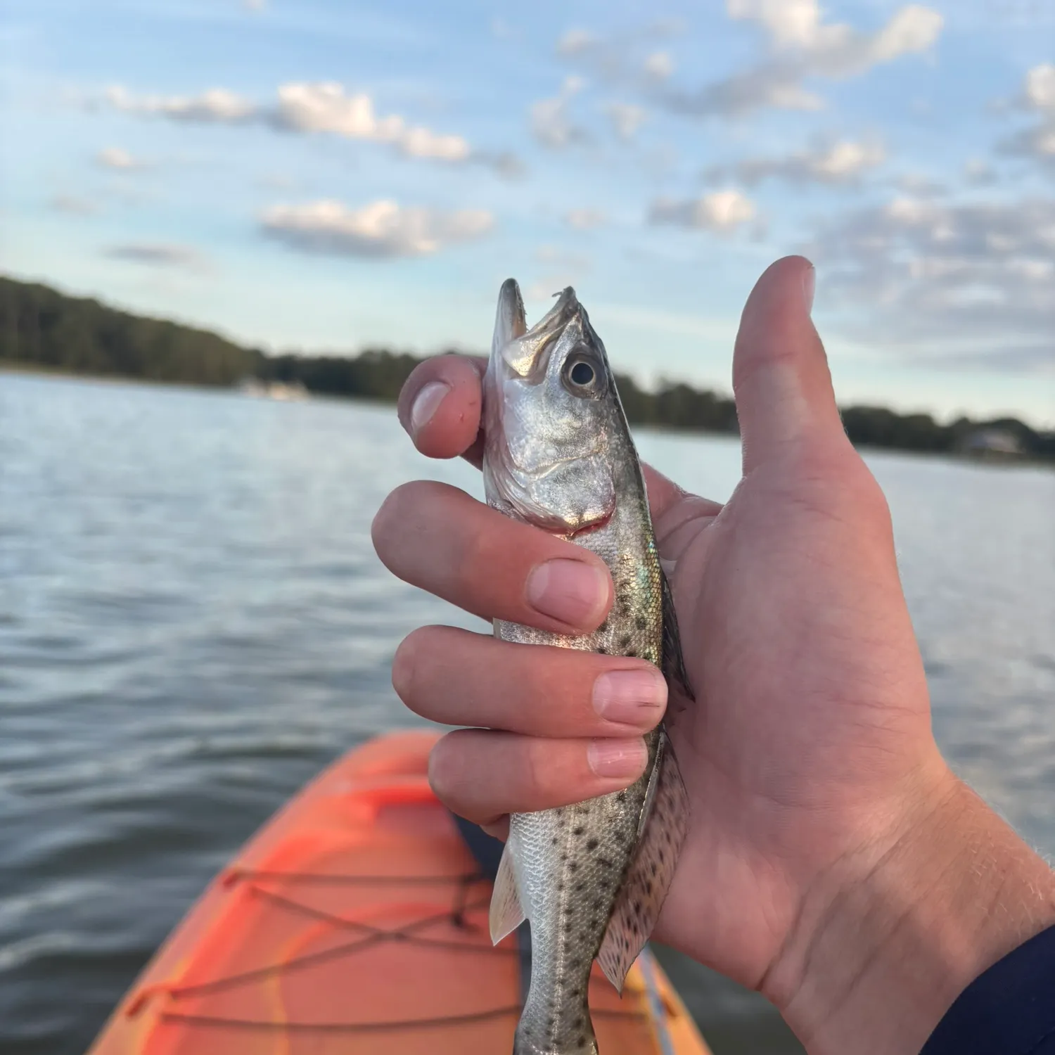 Spotted seatrout caught on Fishbrain
