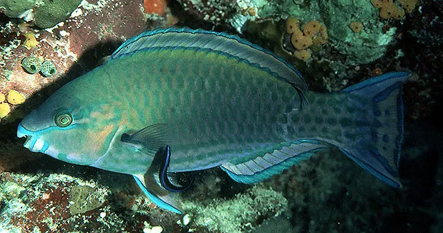 Common parrotfish