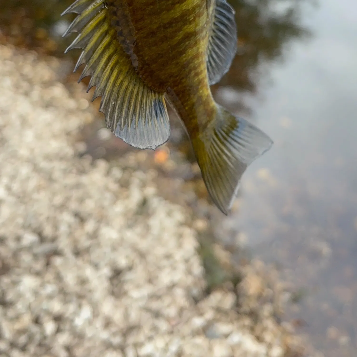 Green sunfish caught on Fishbrain