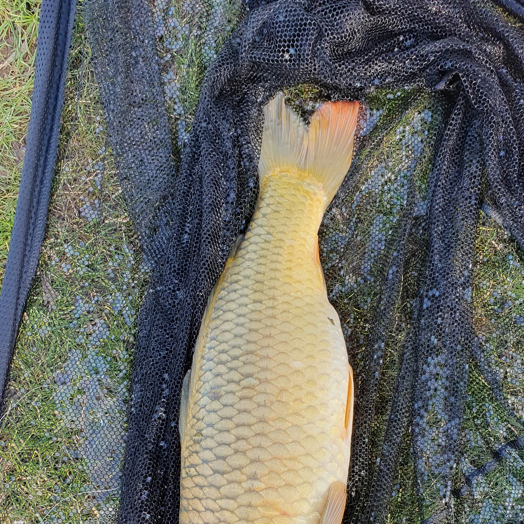 most liked catch image