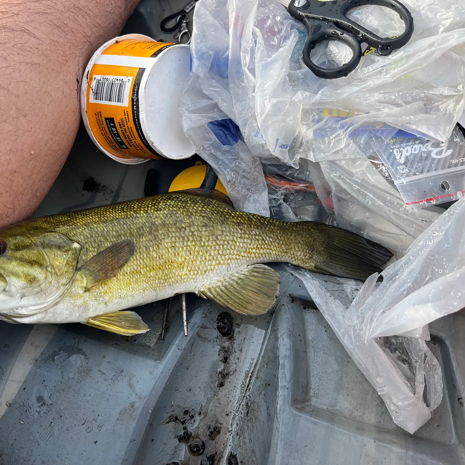 Smallmouth bass caught on Fishbrain