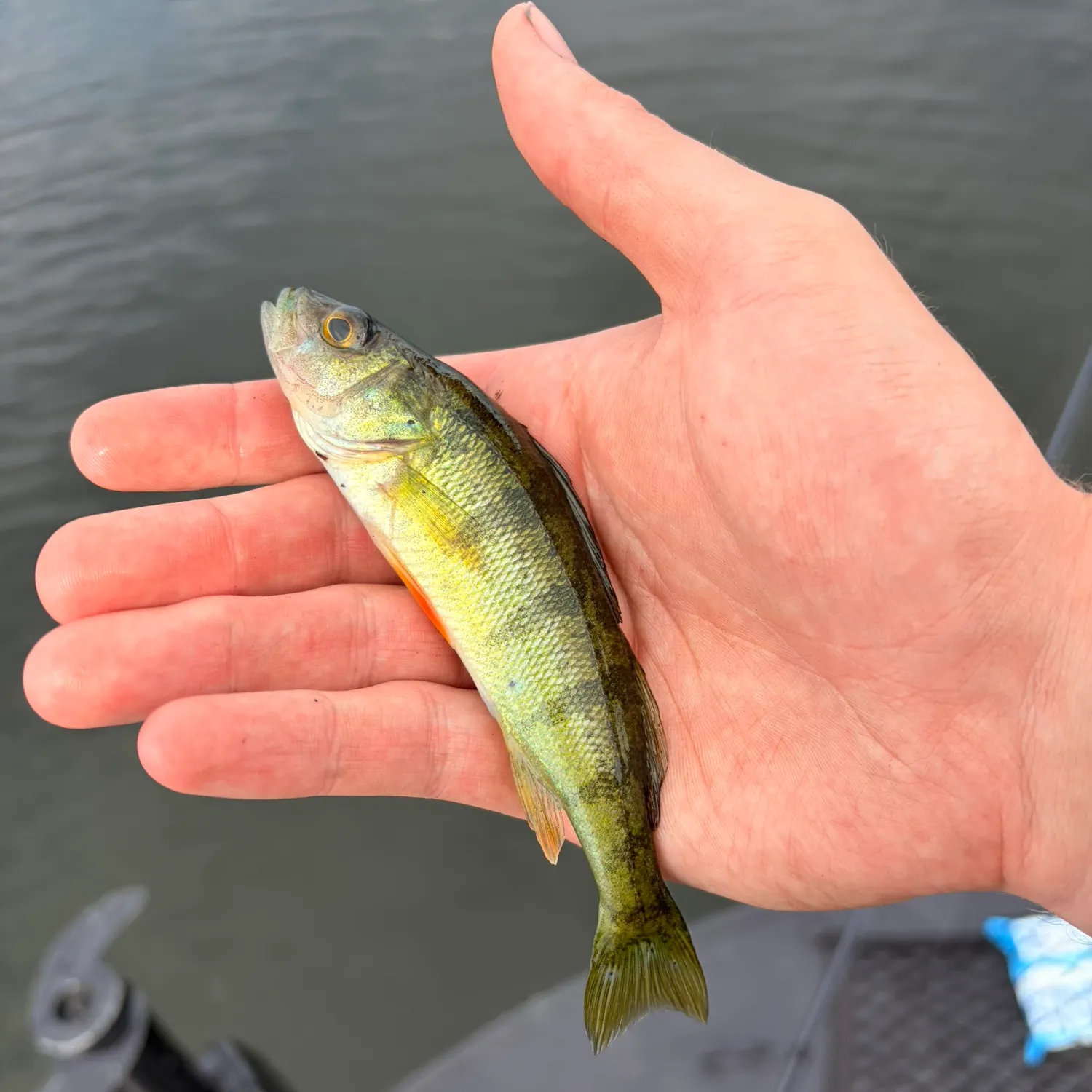 Yellow perch caught on Fishbrain