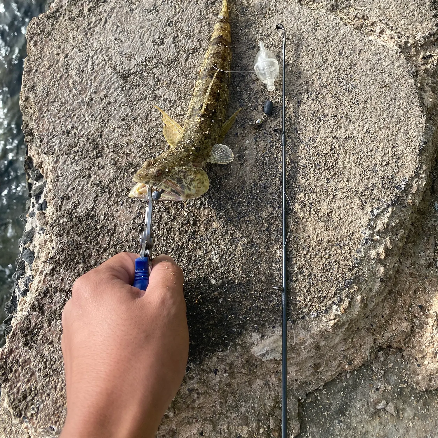 The most recent Nosestripe sandperch catches on Fishbrain