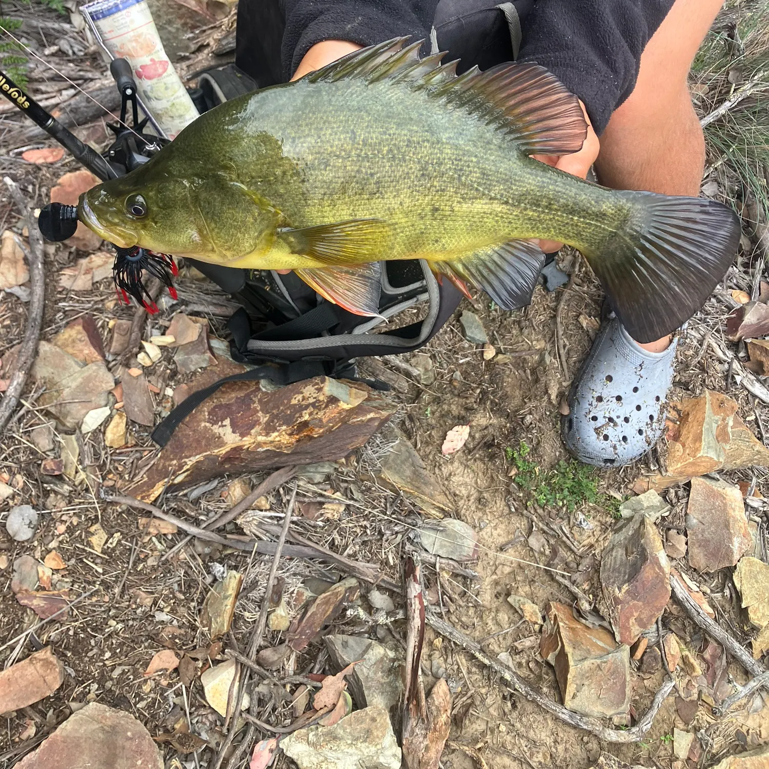 The most recent Golden perch catches on Fishbrain