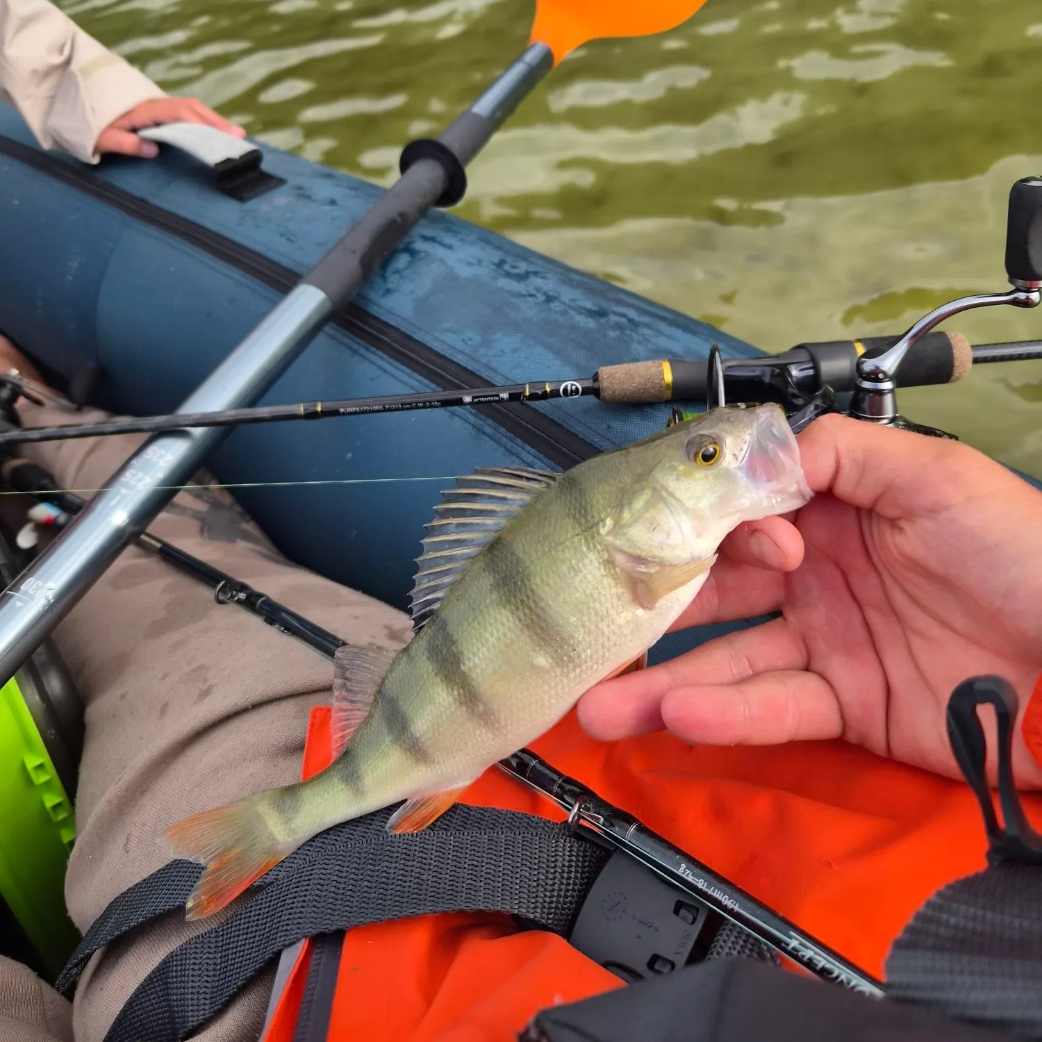 European perch caught on Fishbrain