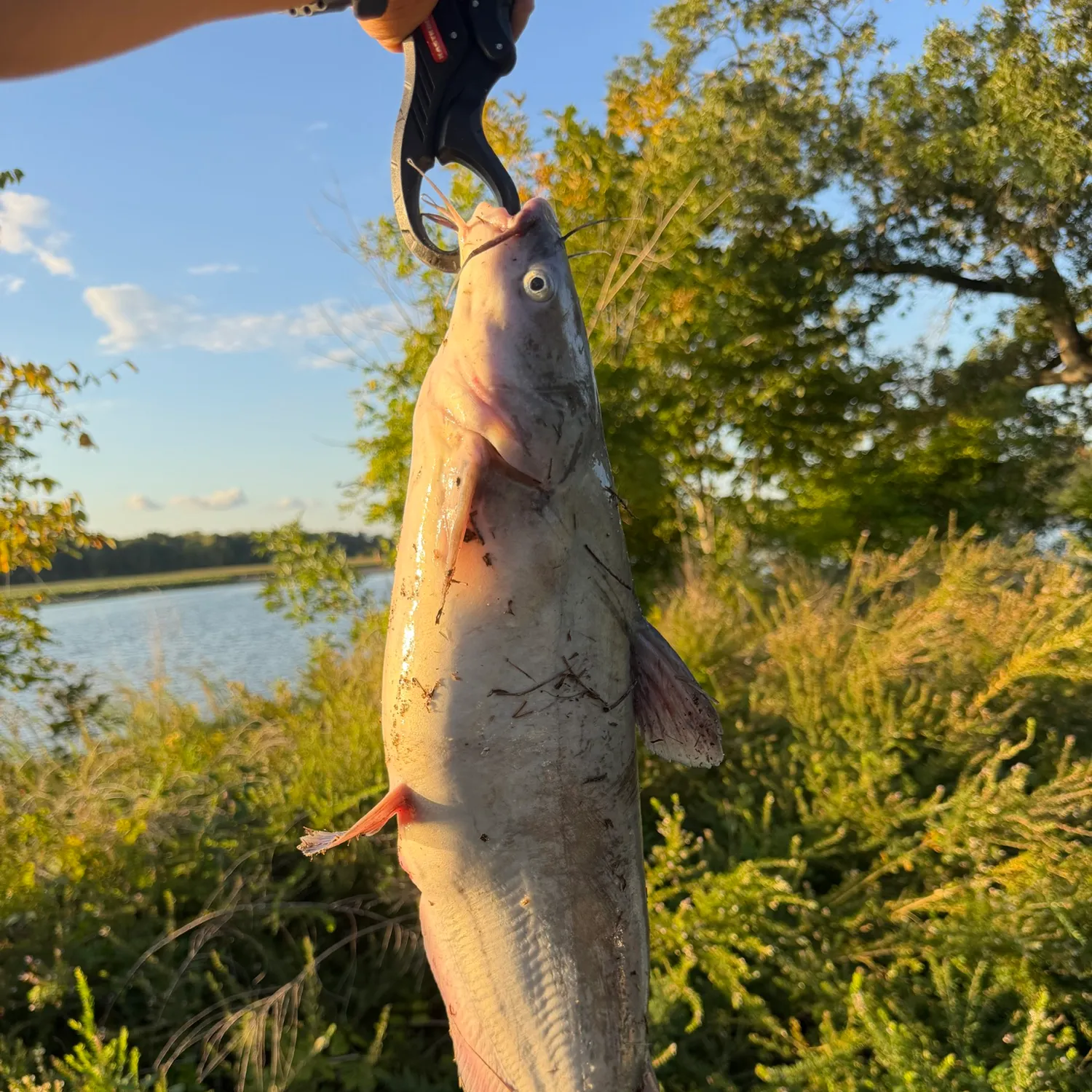 Blue catfish caught on Fishbrain