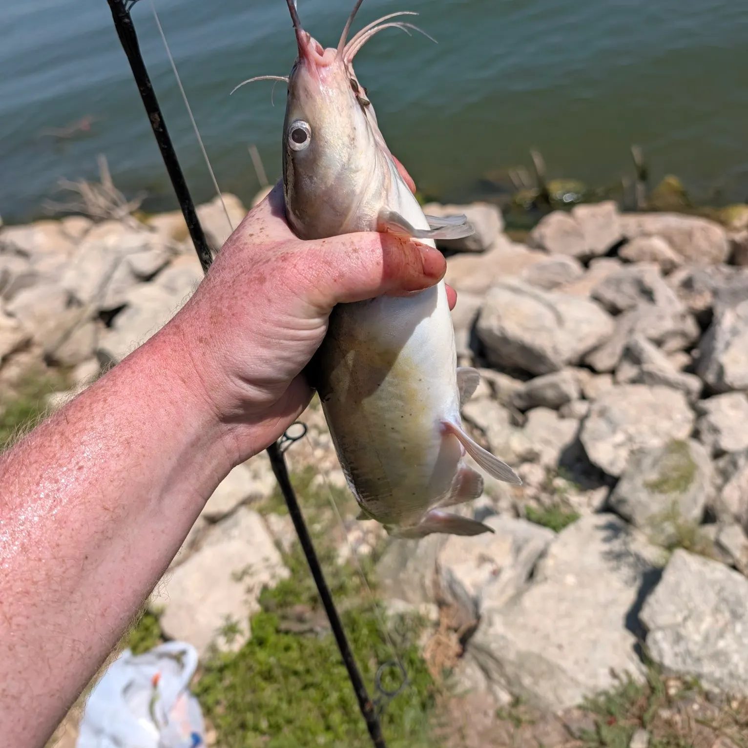 Channel catfish caught on Fishbrain